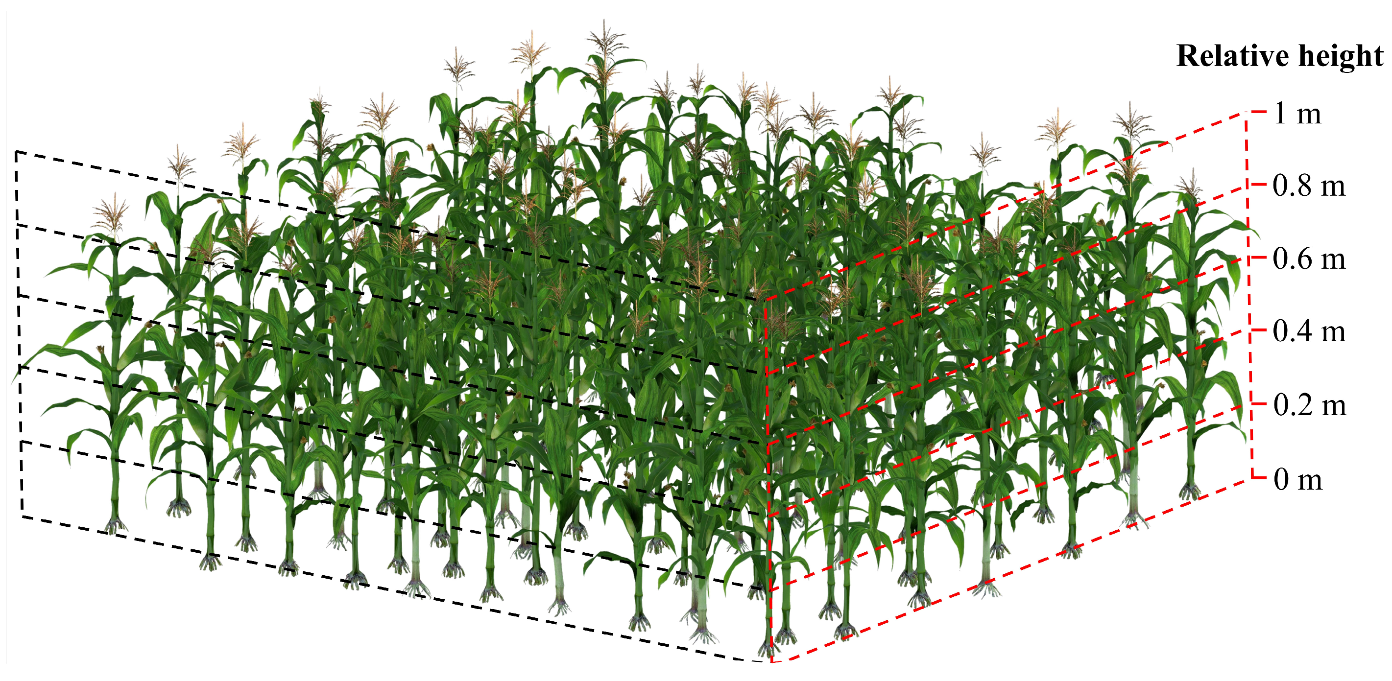 Agronomy 15 01991 g003 Agronomy 15 01991 g003