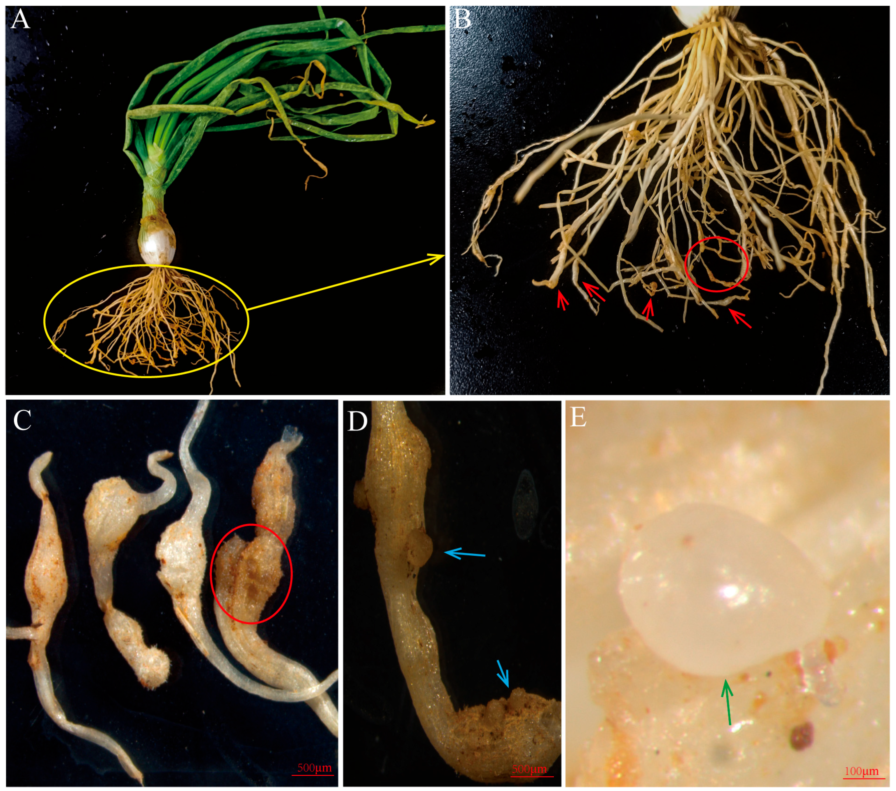Agronomy 15 01994 g001 Agronomy 15 01994 g001