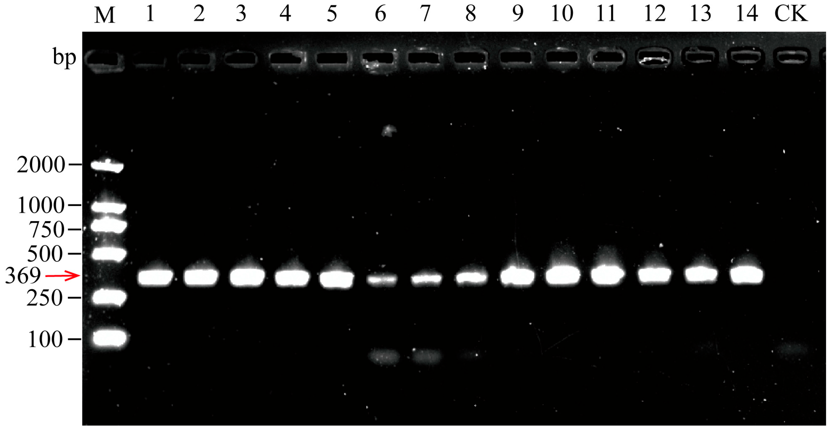 Agronomy 15 01994 g004 Agronomy 15 01994 g004