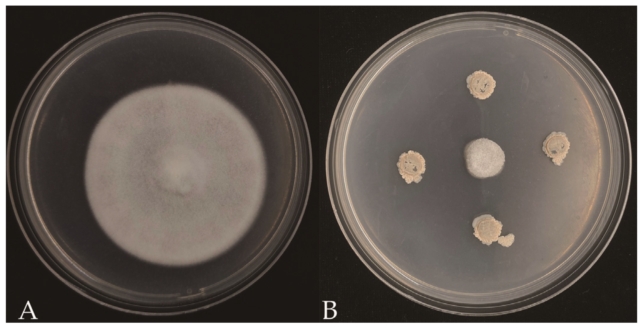 Agronomy 15 01997 g001