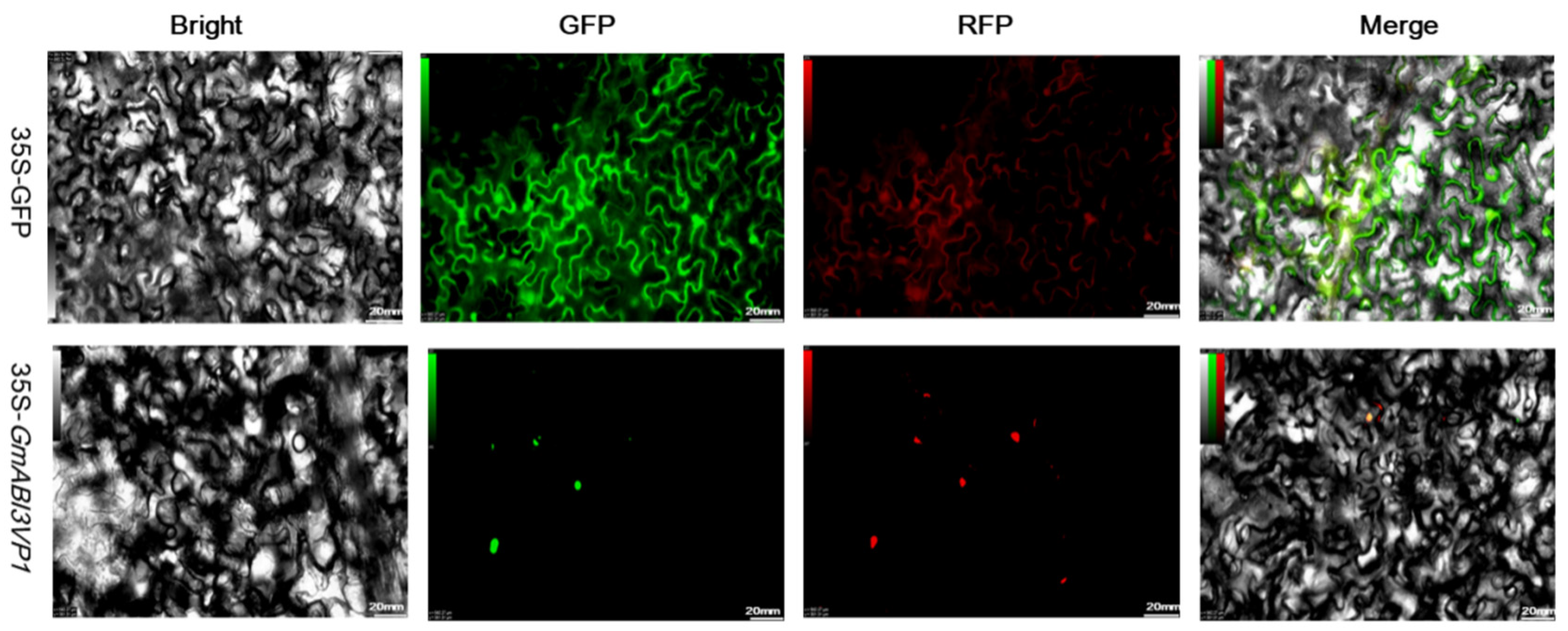 Agronomy 15 02005 g004