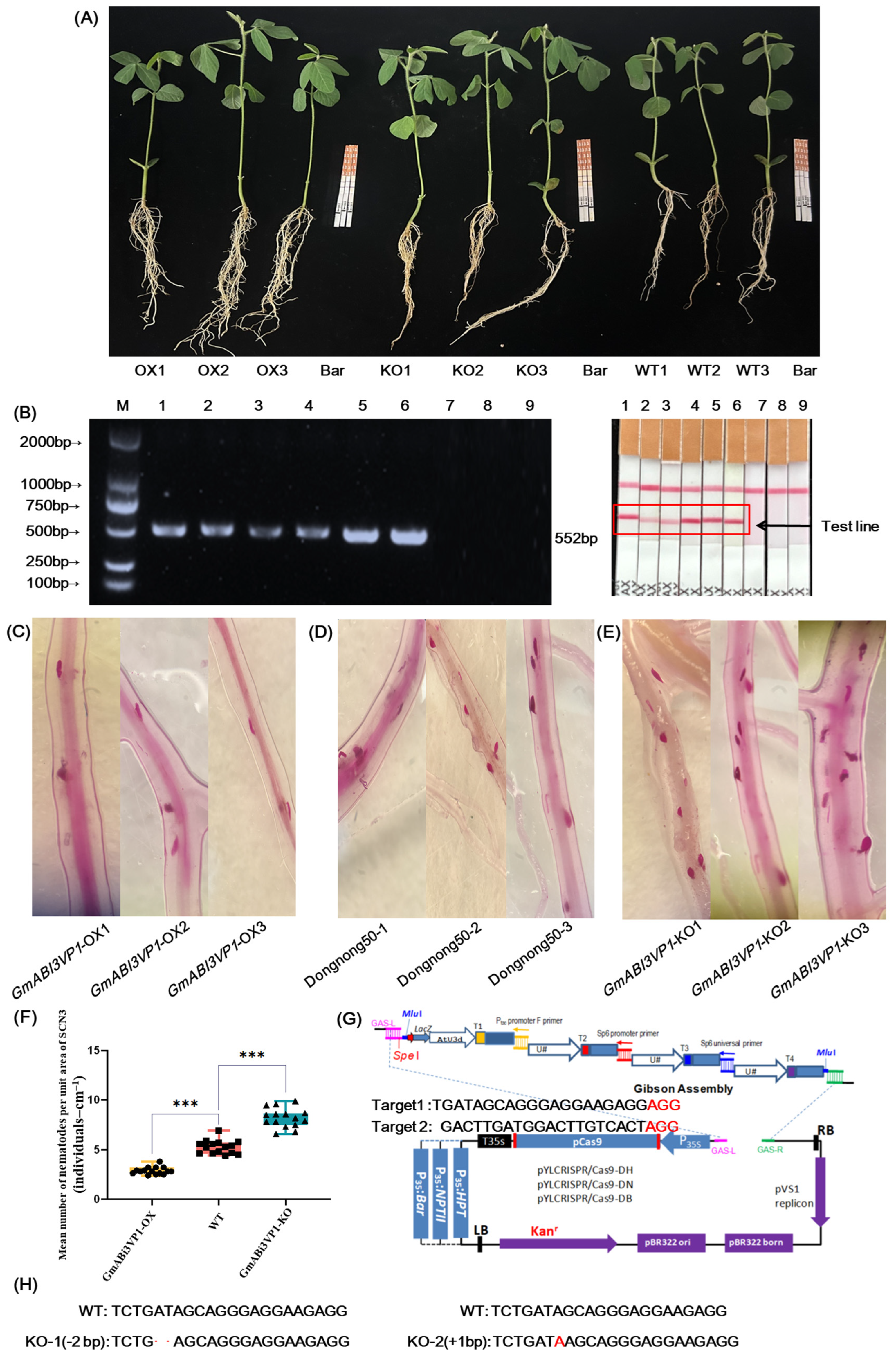 Agronomy 15 02005 g005