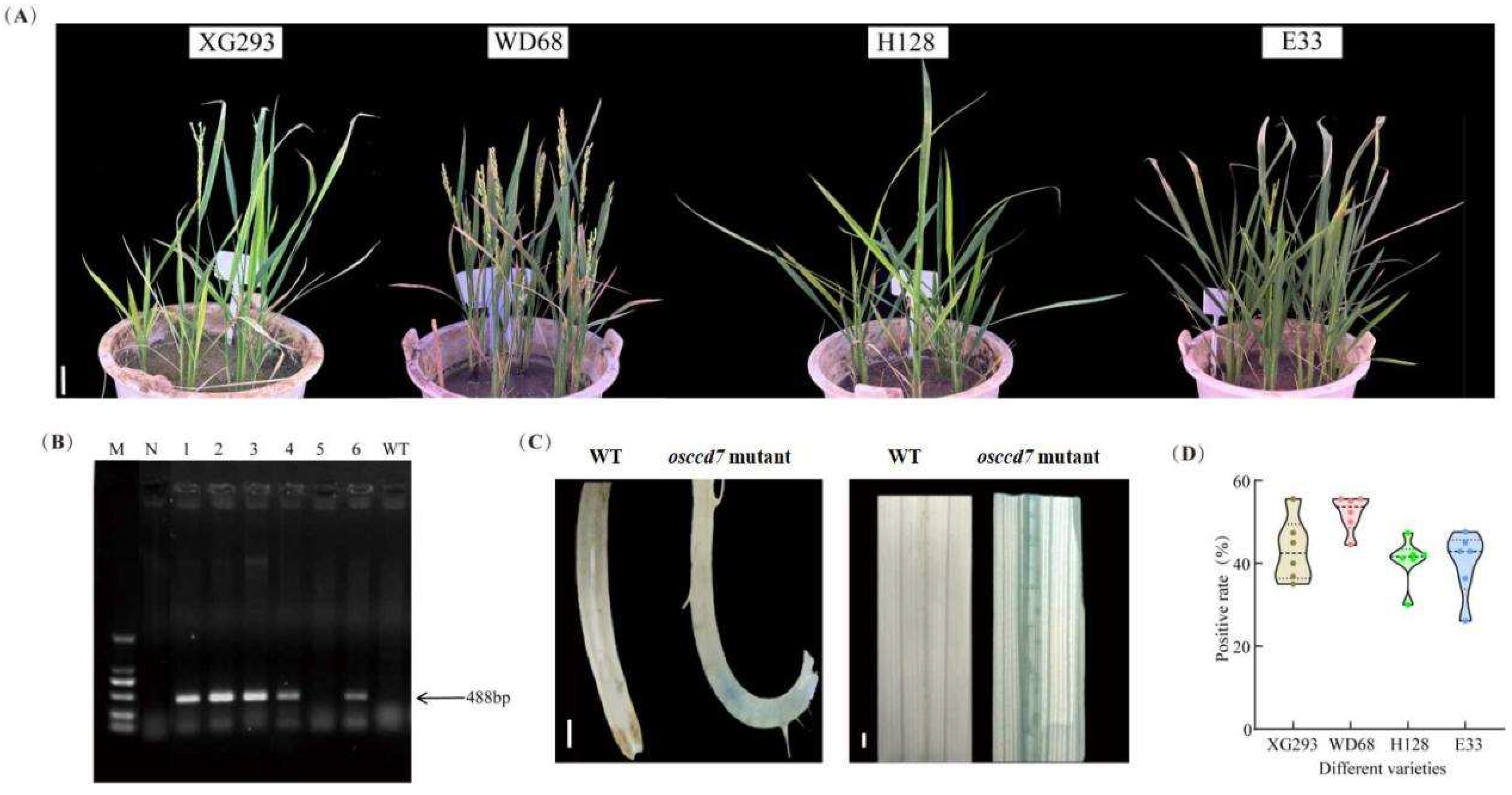 Agronomy 15 02008 g008