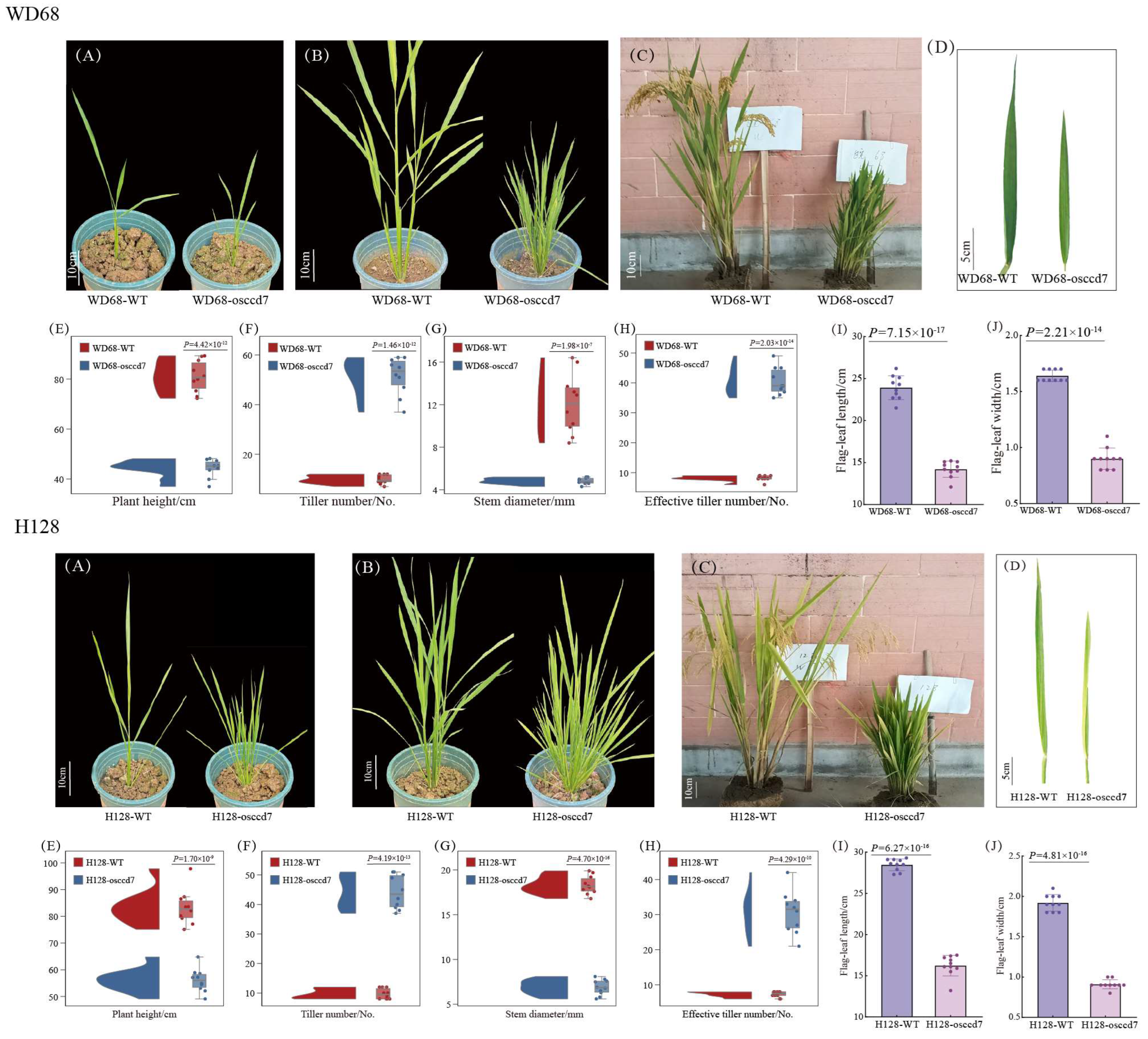 Agronomy 15 02008 g009