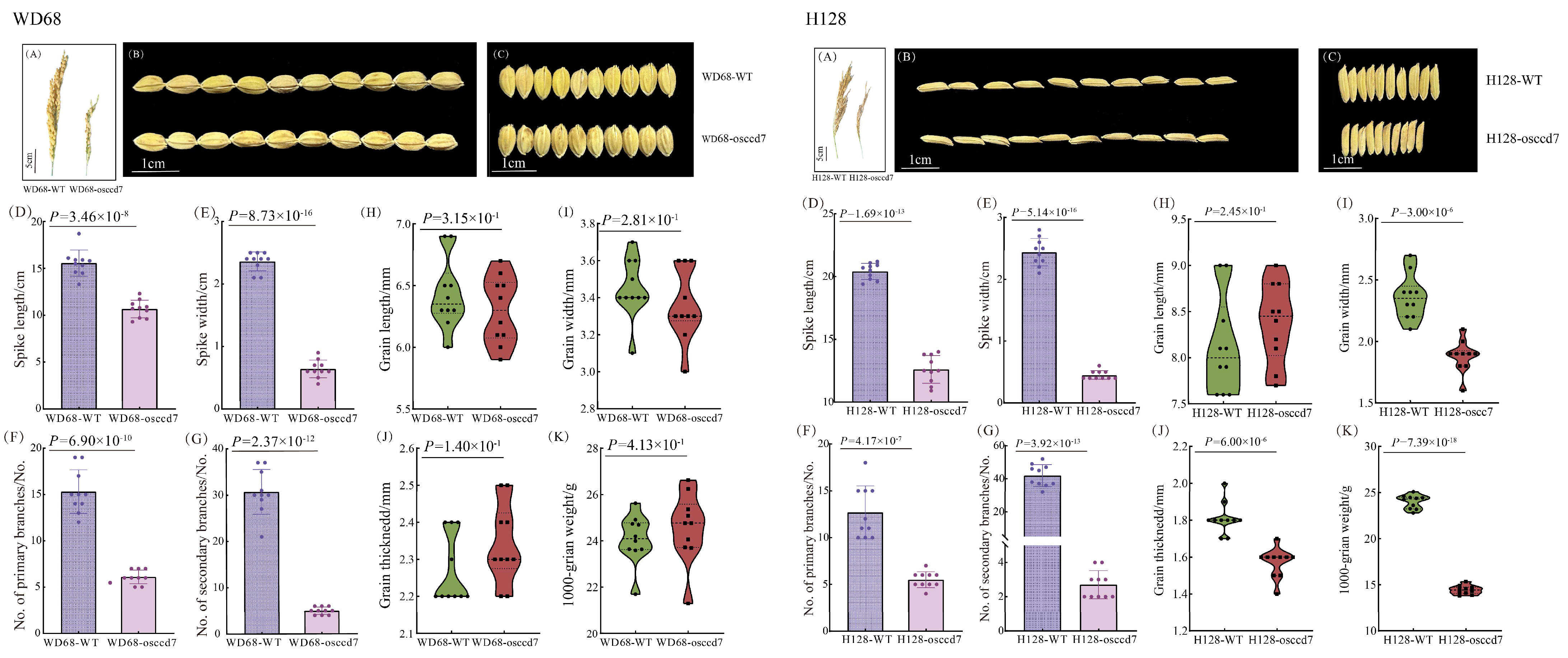 Agronomy 15 02008 g010