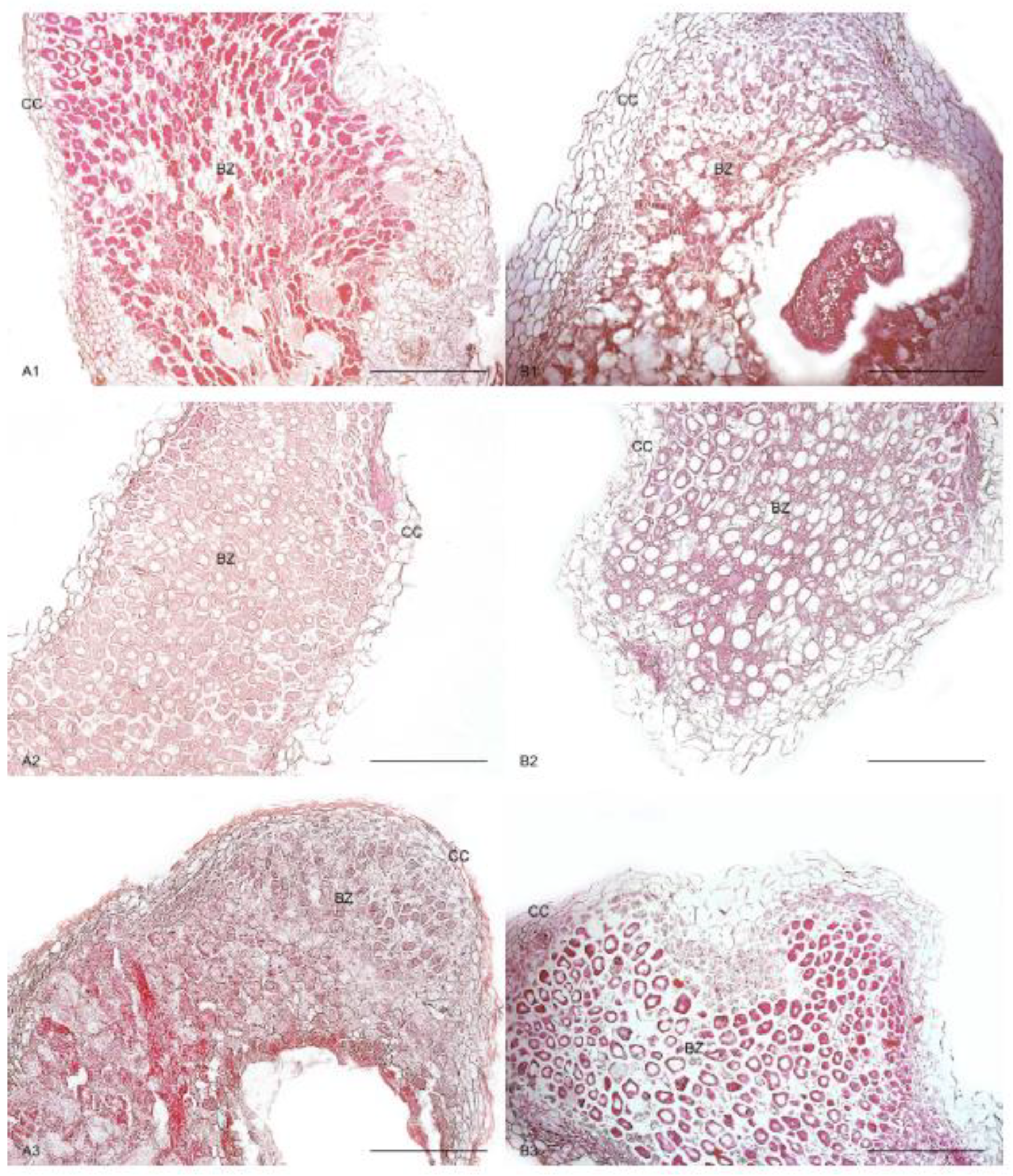 Agronomy 15 02017 g004 Agronomy 15 02017 g004