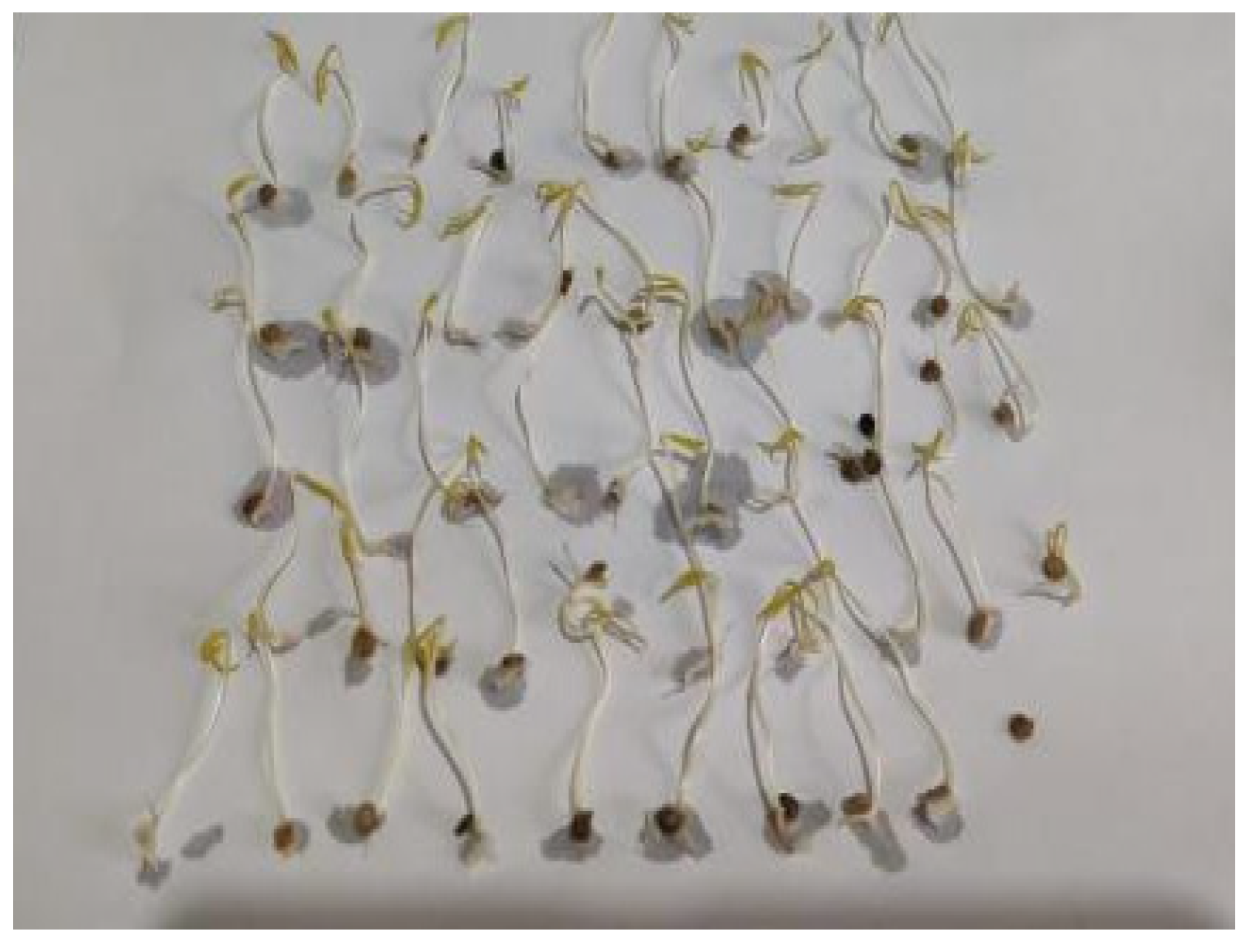 Agronomy 15 02024 g012 Agronomy 15 02024 g012