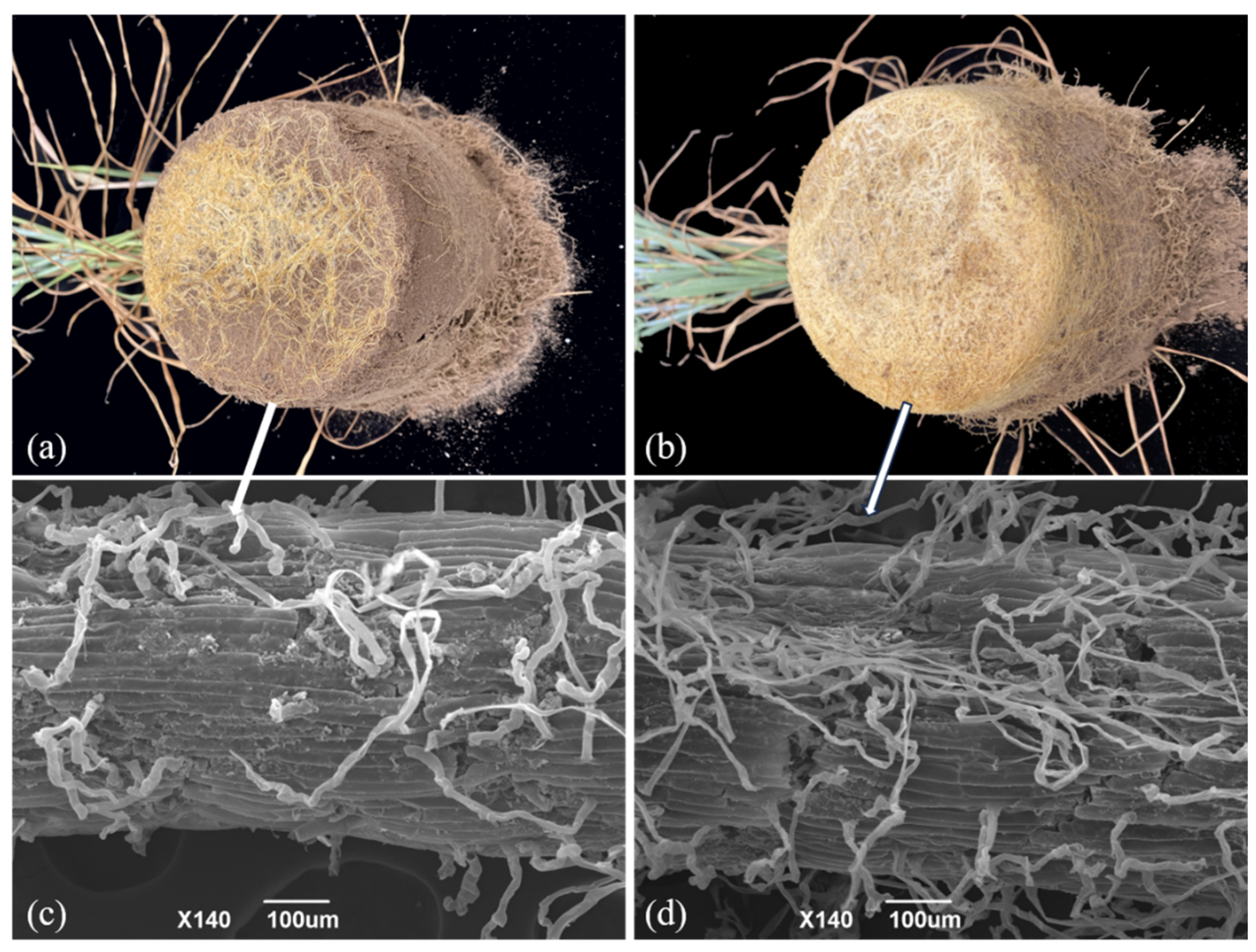 Agronomy 15 02033 g002 Agronomy 15 02033 g002