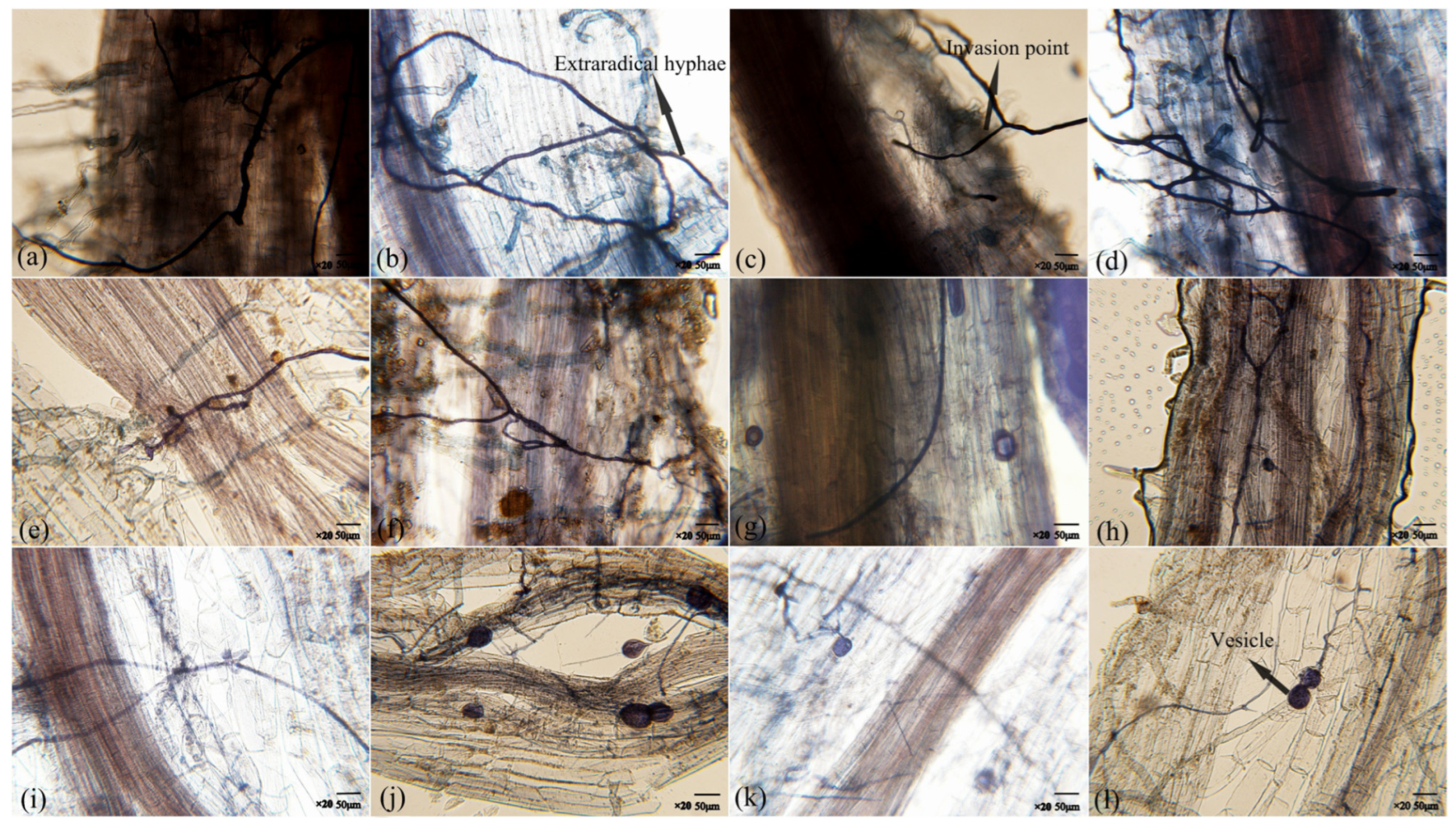 Agronomy 15 02033 g0a1 Agronomy 15 02033 g0a1
