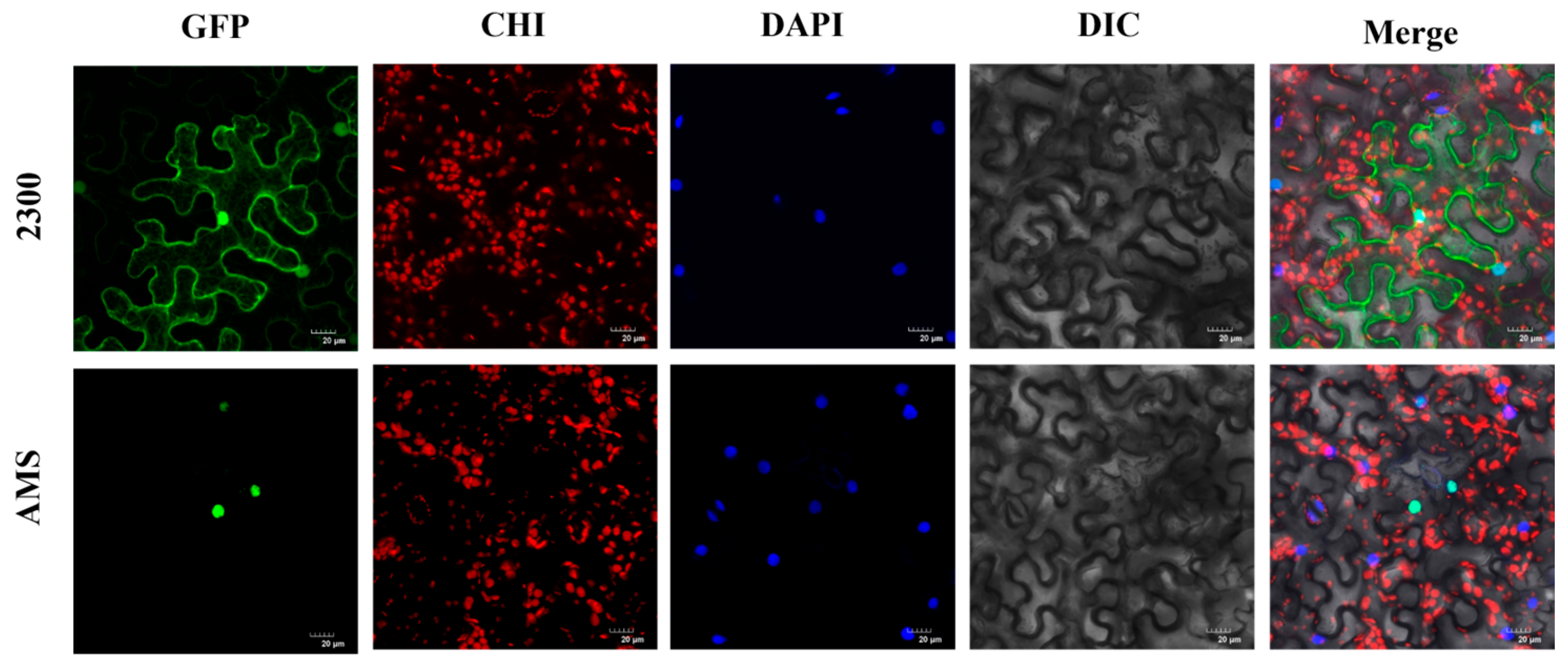 Agronomy 15 02058 g002 Agronomy 15 02058 g002