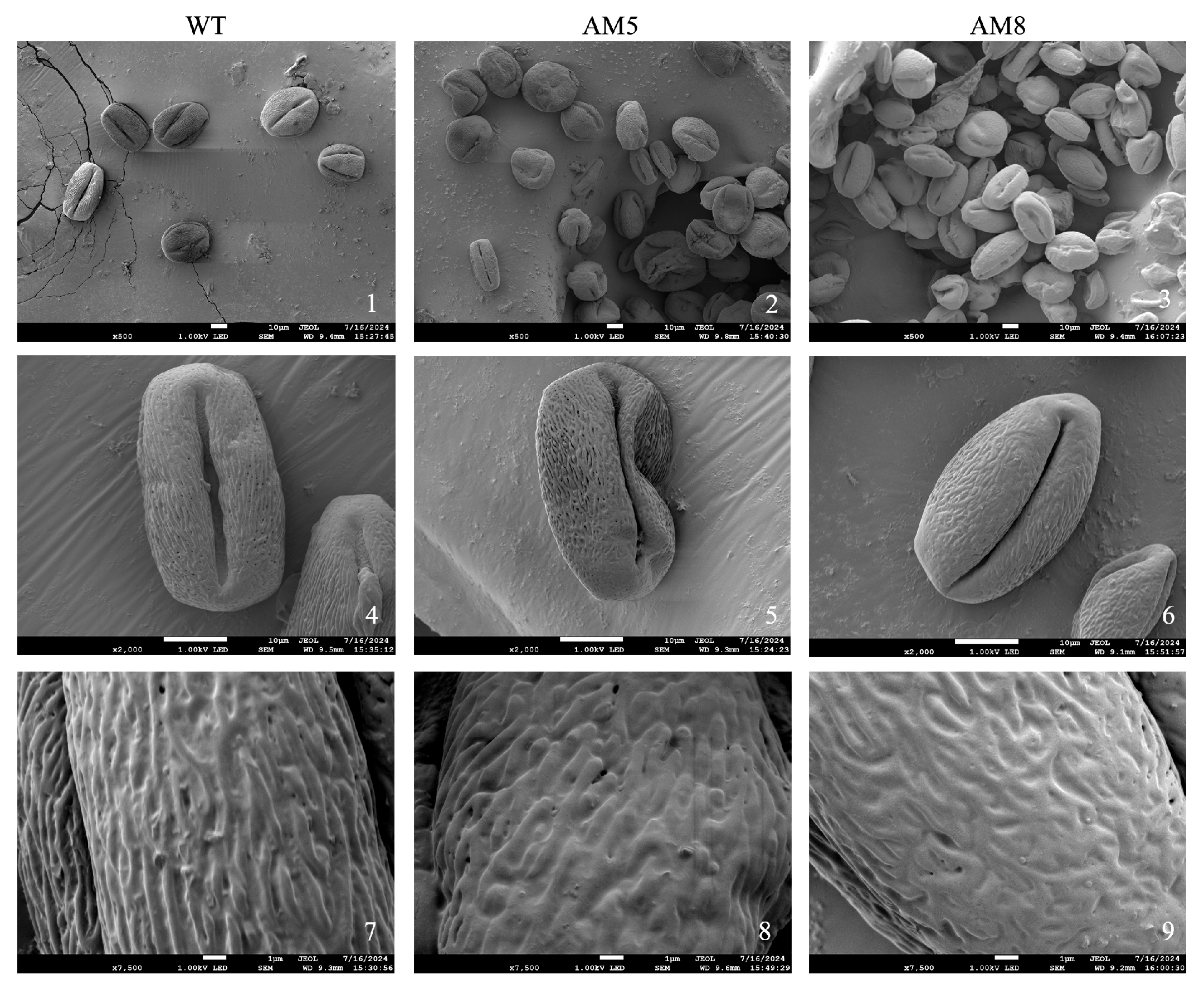 Agronomy 15 02058 g007 Agronomy 15 02058 g007