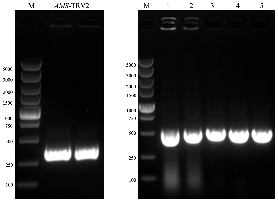 Agronomy 15 02058 g008 Agronomy 15 02058 g008
