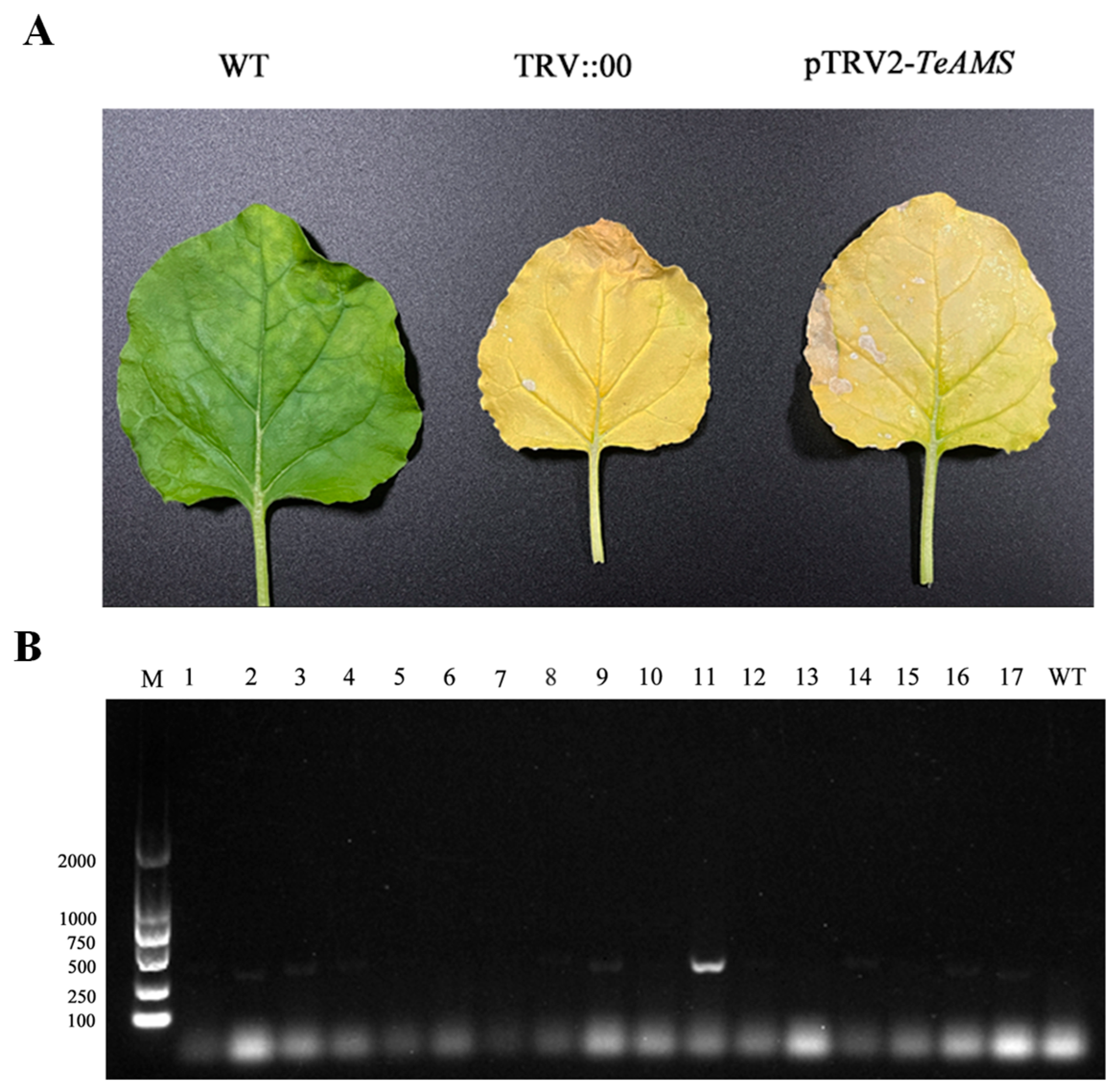 Agronomy 15 02058 g009 Agronomy 15 02058 g009