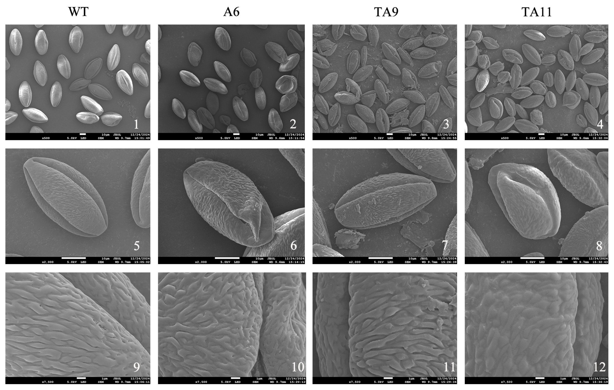 Agronomy 15 02058 g012 Agronomy 15 02058 g012