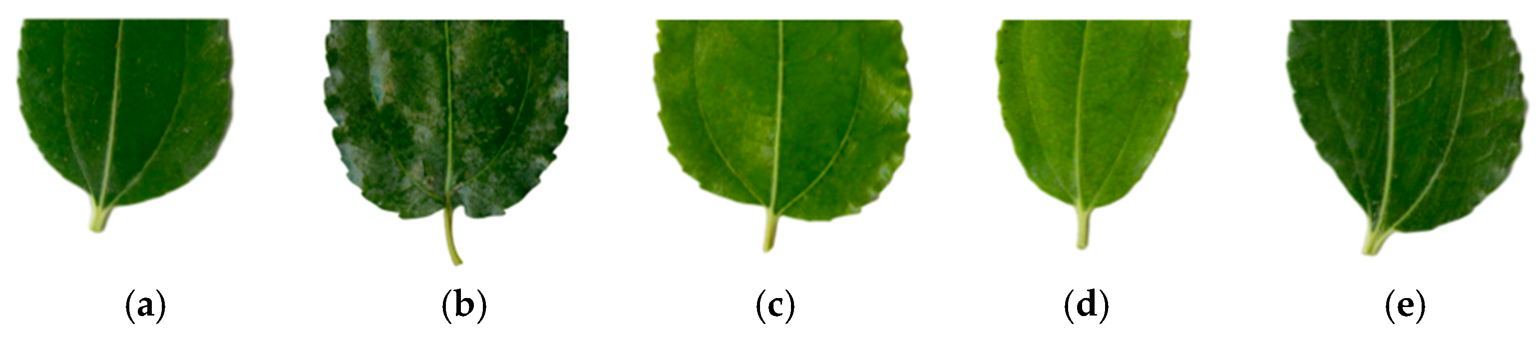 Agronomy 15 02063 g002 Agronomy 15 02063 g002