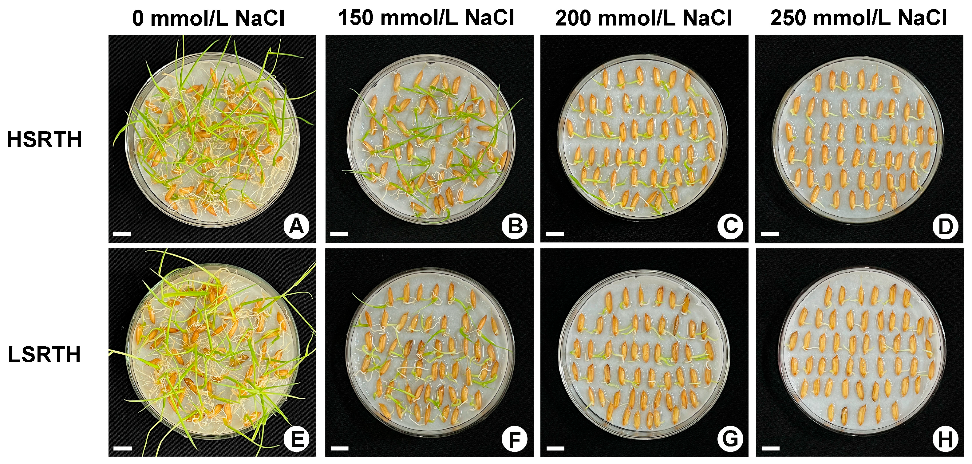 Agronomy 15 02066 g002