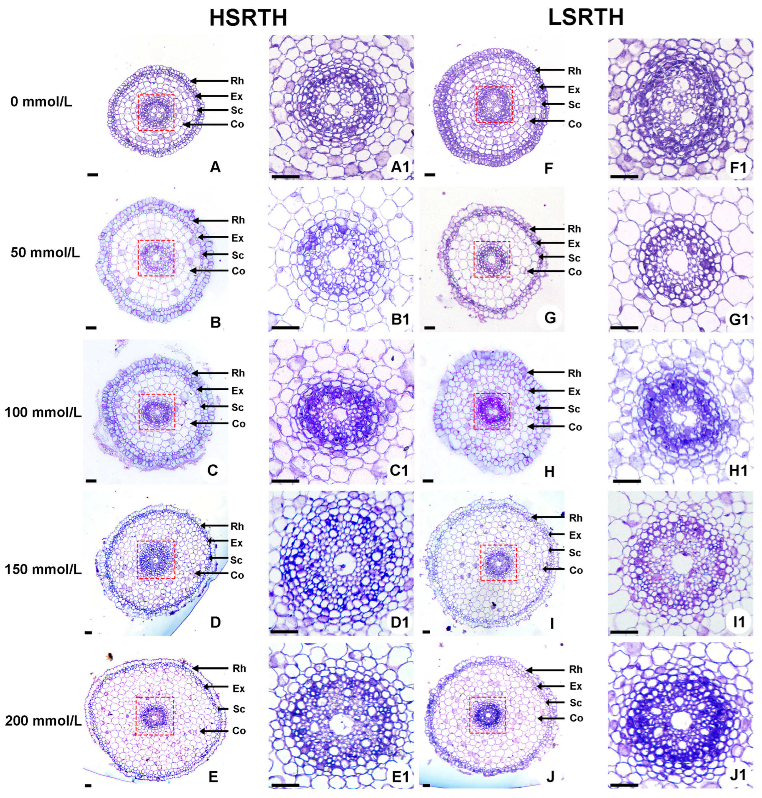 Agronomy 15 02066 g006