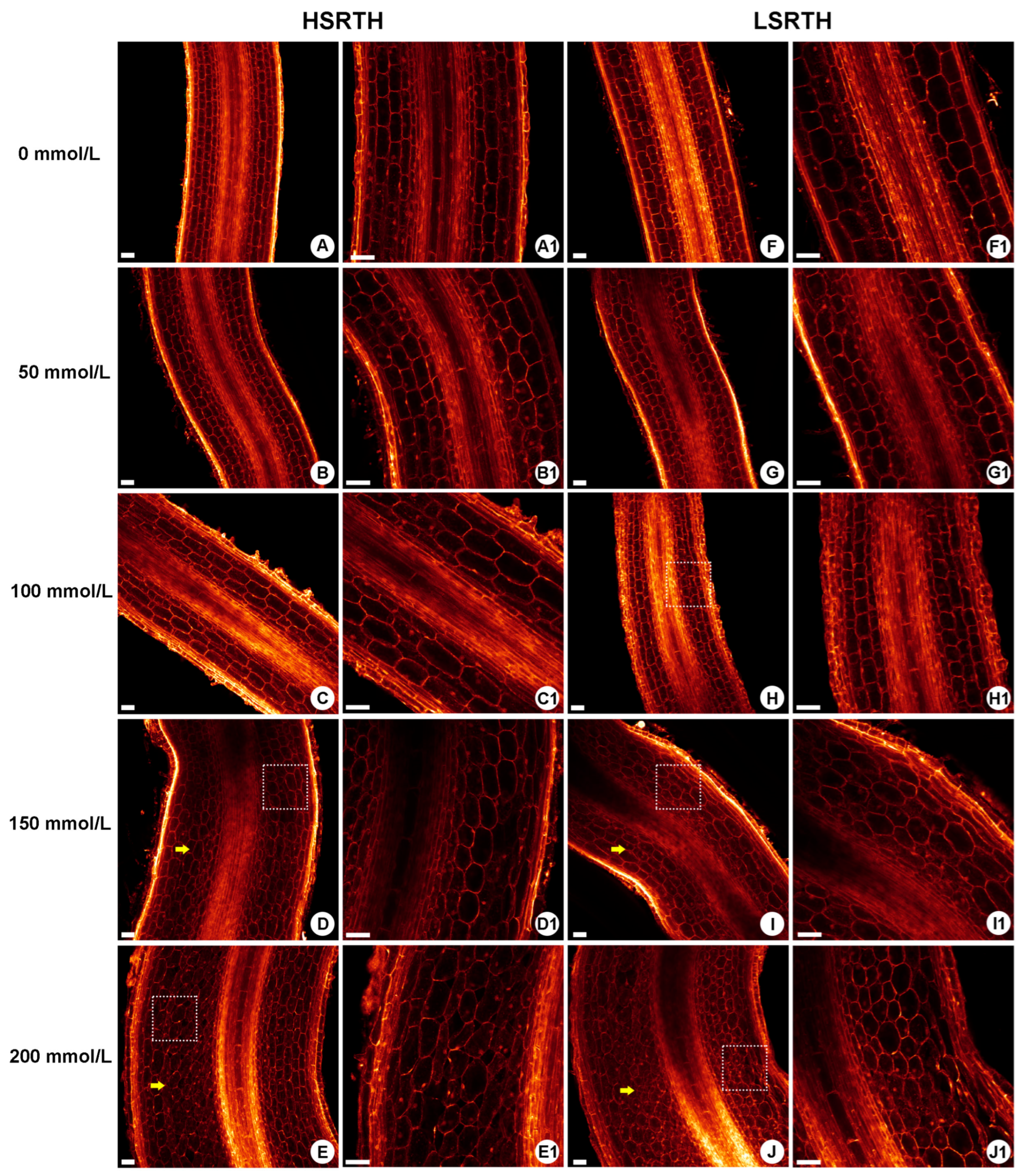 Agronomy 15 02066 g007