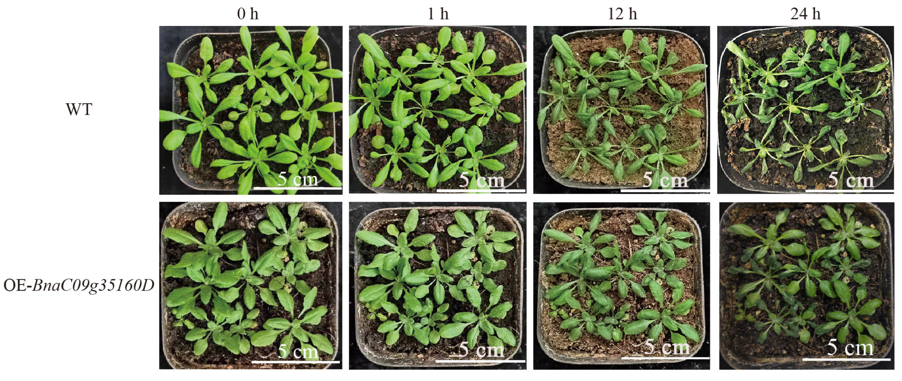 Agronomy 15 02085 g008
