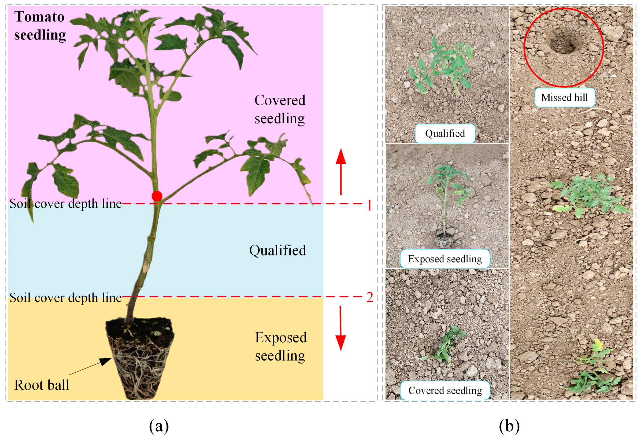Agronomy 15 02088 g001 Agronomy 15 02088 g001