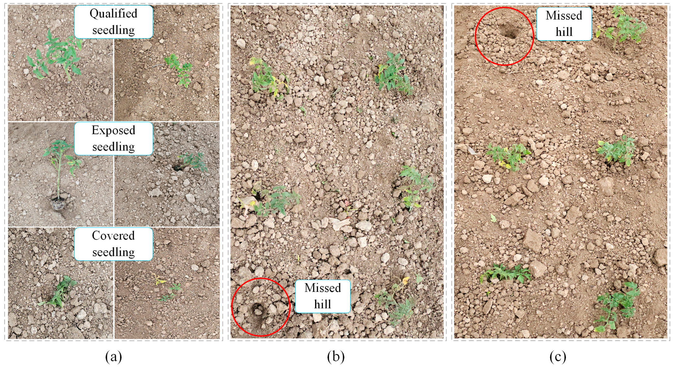 Agronomy 15 02088 g003 Agronomy 15 02088 g003