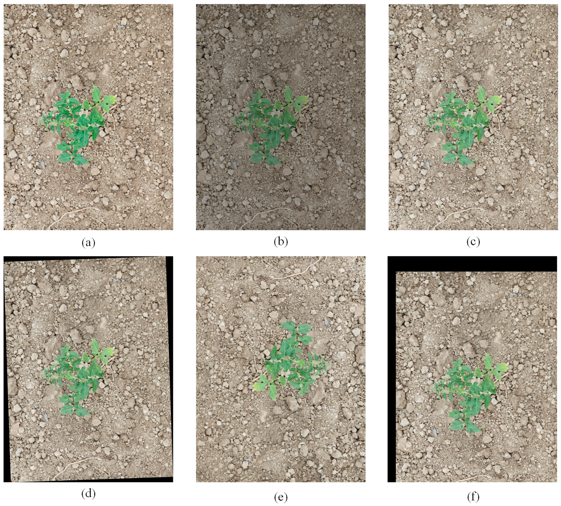 Agronomy 15 02088 g004 Agronomy 15 02088 g004
