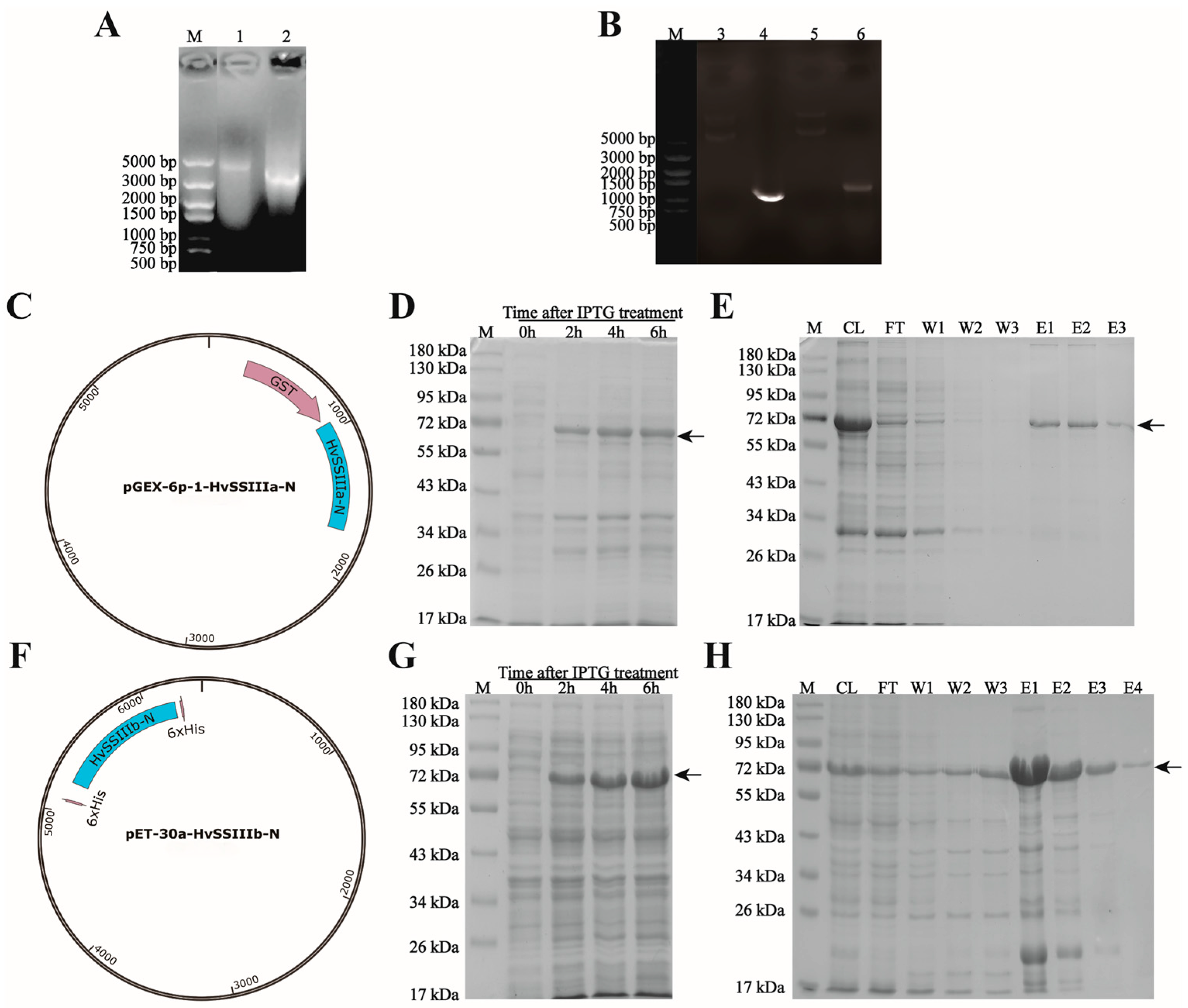 Agronomy 15 02091 g002