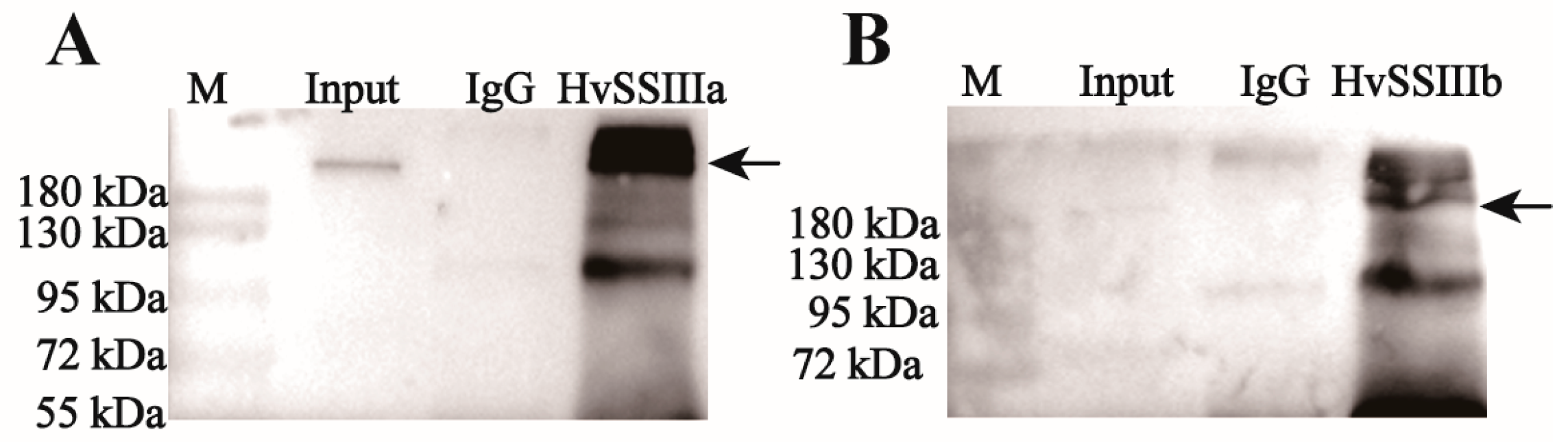 Agronomy 15 02091 g005
