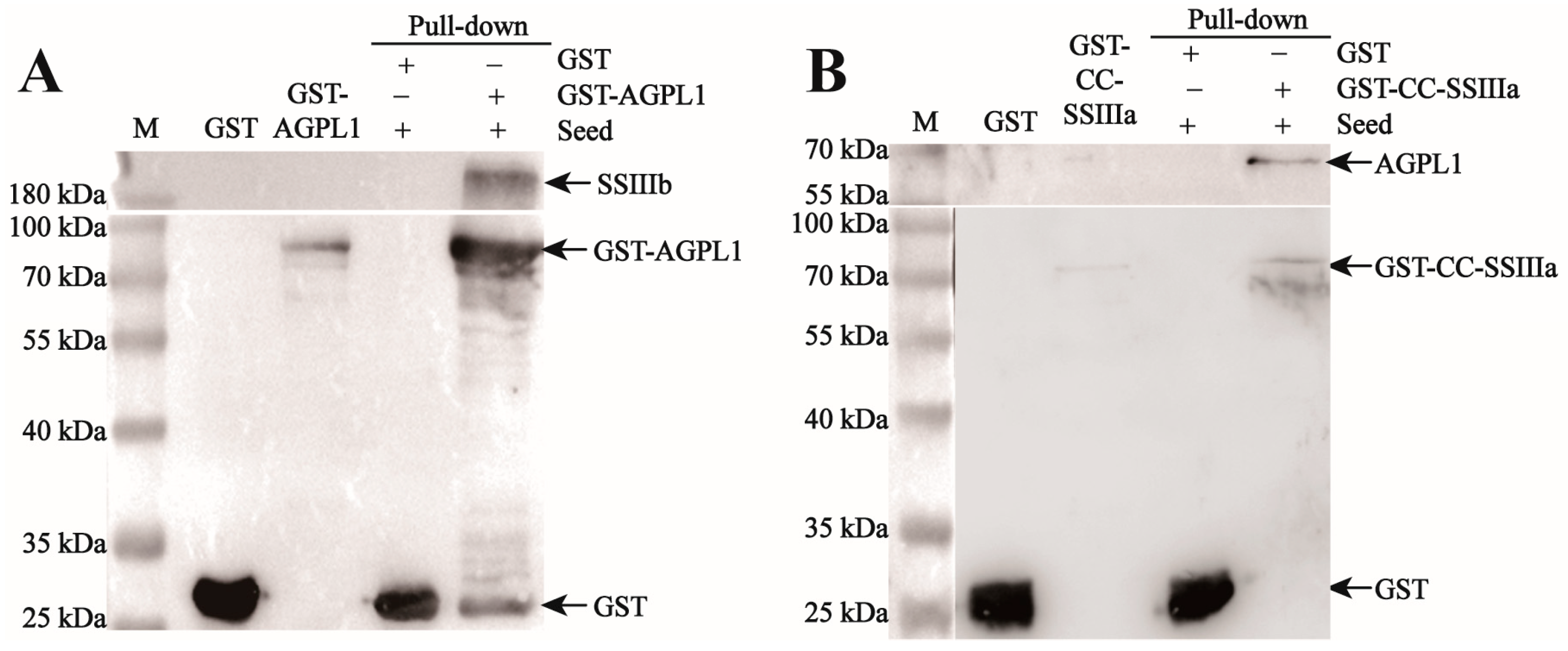 Agronomy 15 02091 g007