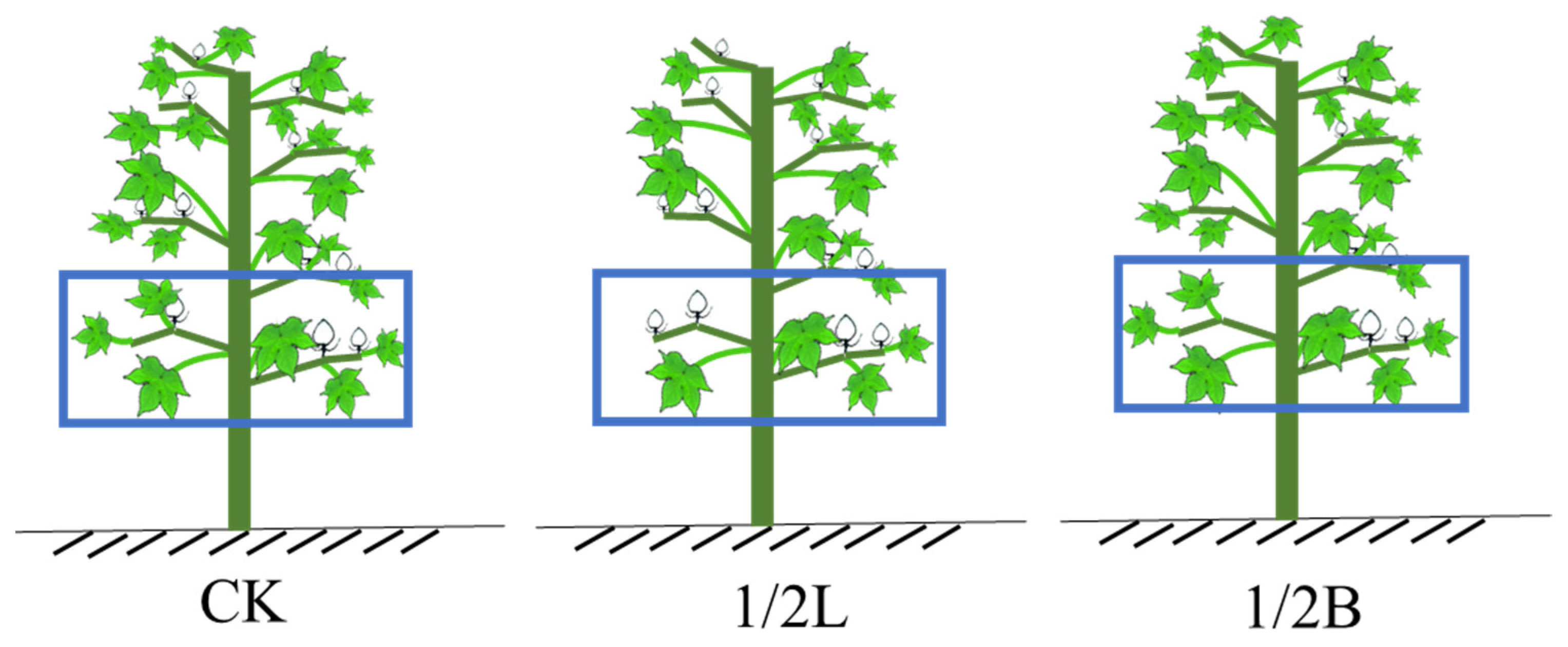 Agronomy 15 02099 g002 Agronomy 15 02099 g002