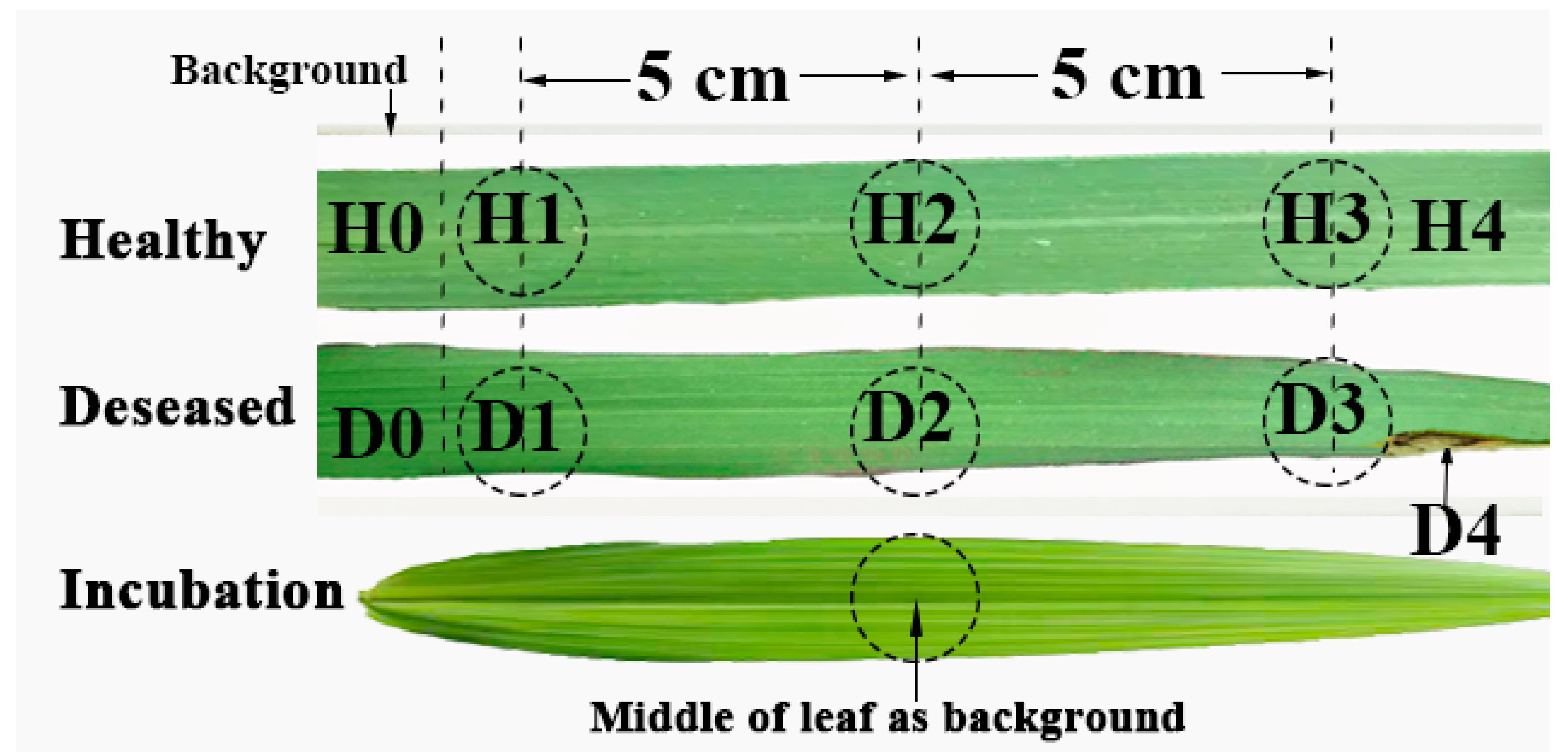 Agronomy 15 02100 g001 Agronomy 15 02100 g001