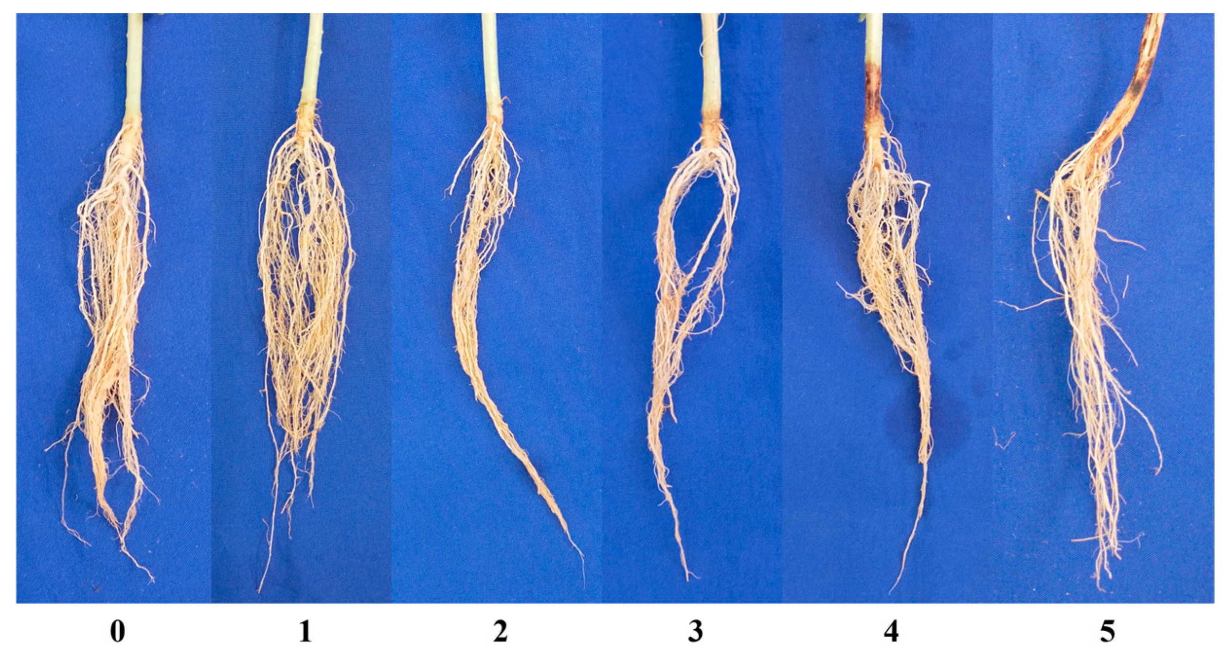 Agronomy 15 02105 g001 Agronomy 15 02105 g001