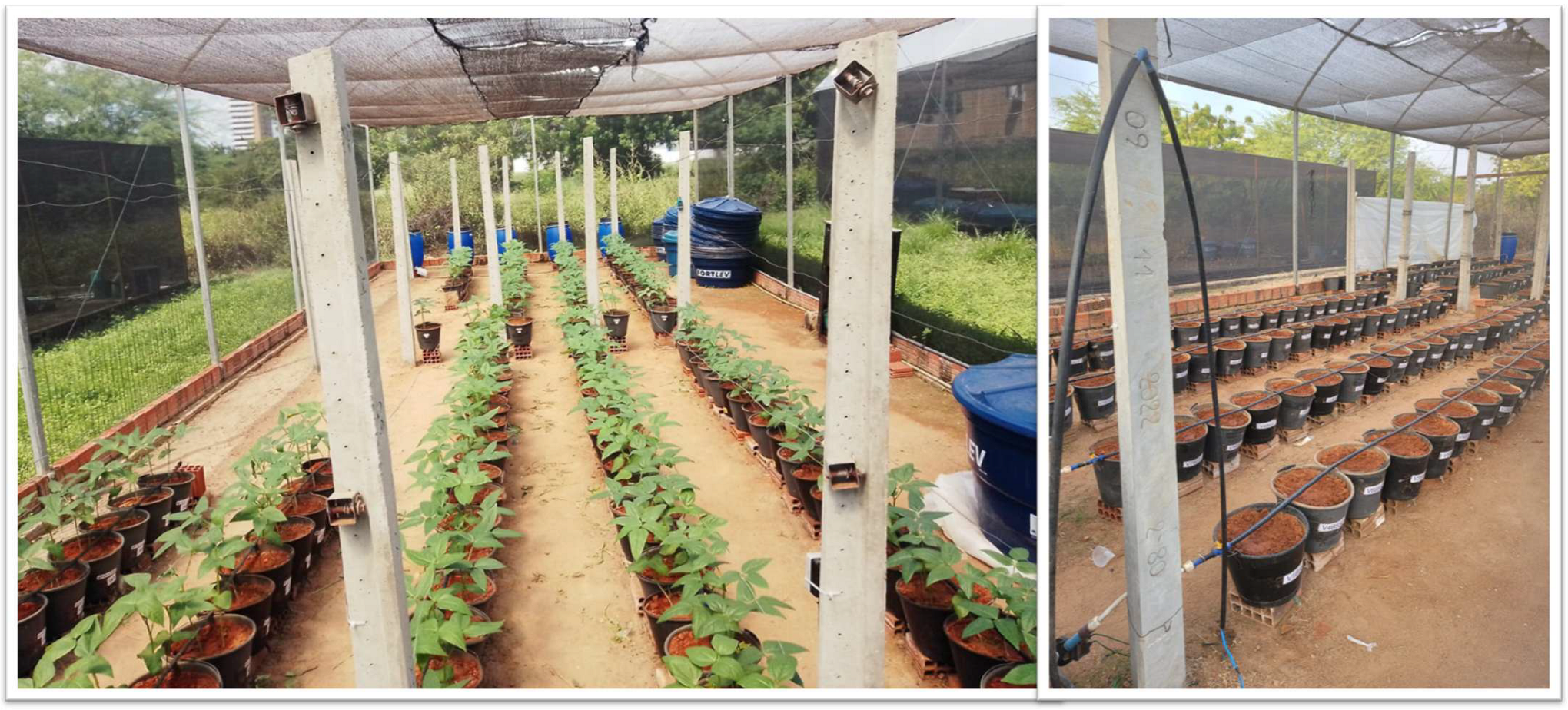 Agronomy 15 02118 g002