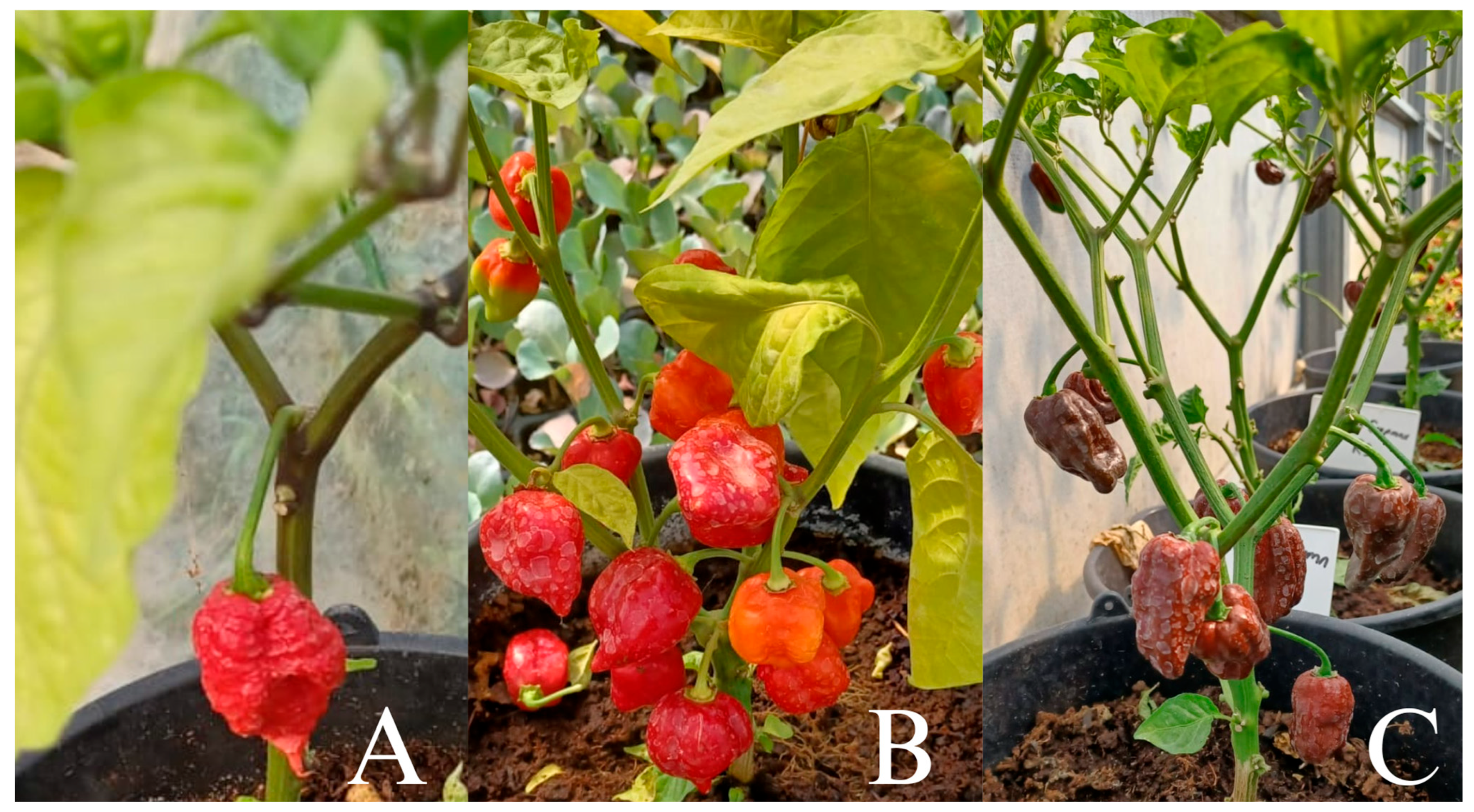 Agronomy 15 02125 g001 Agronomy 15 02125 g001