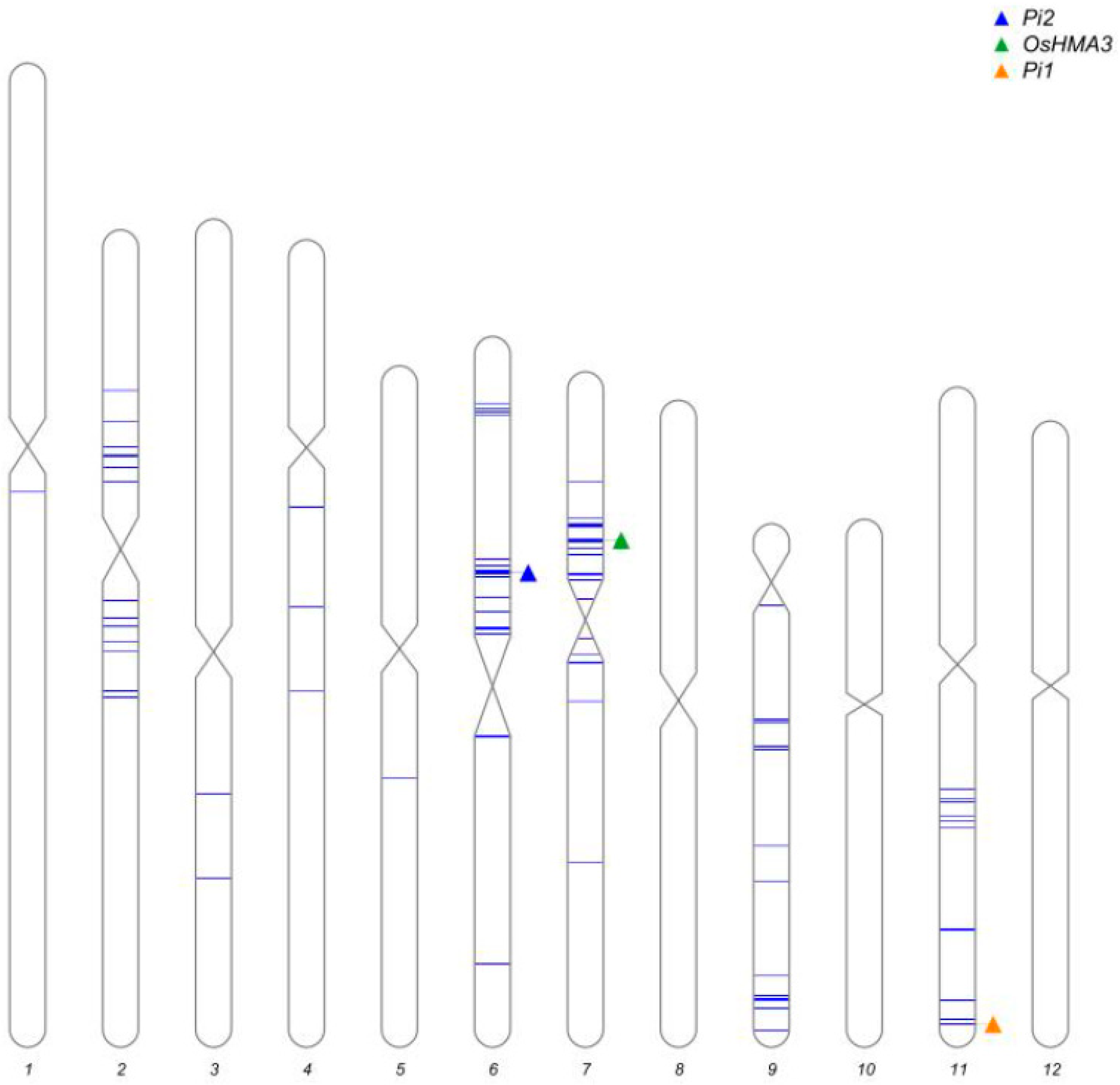 Agronomy 15 02130 g002