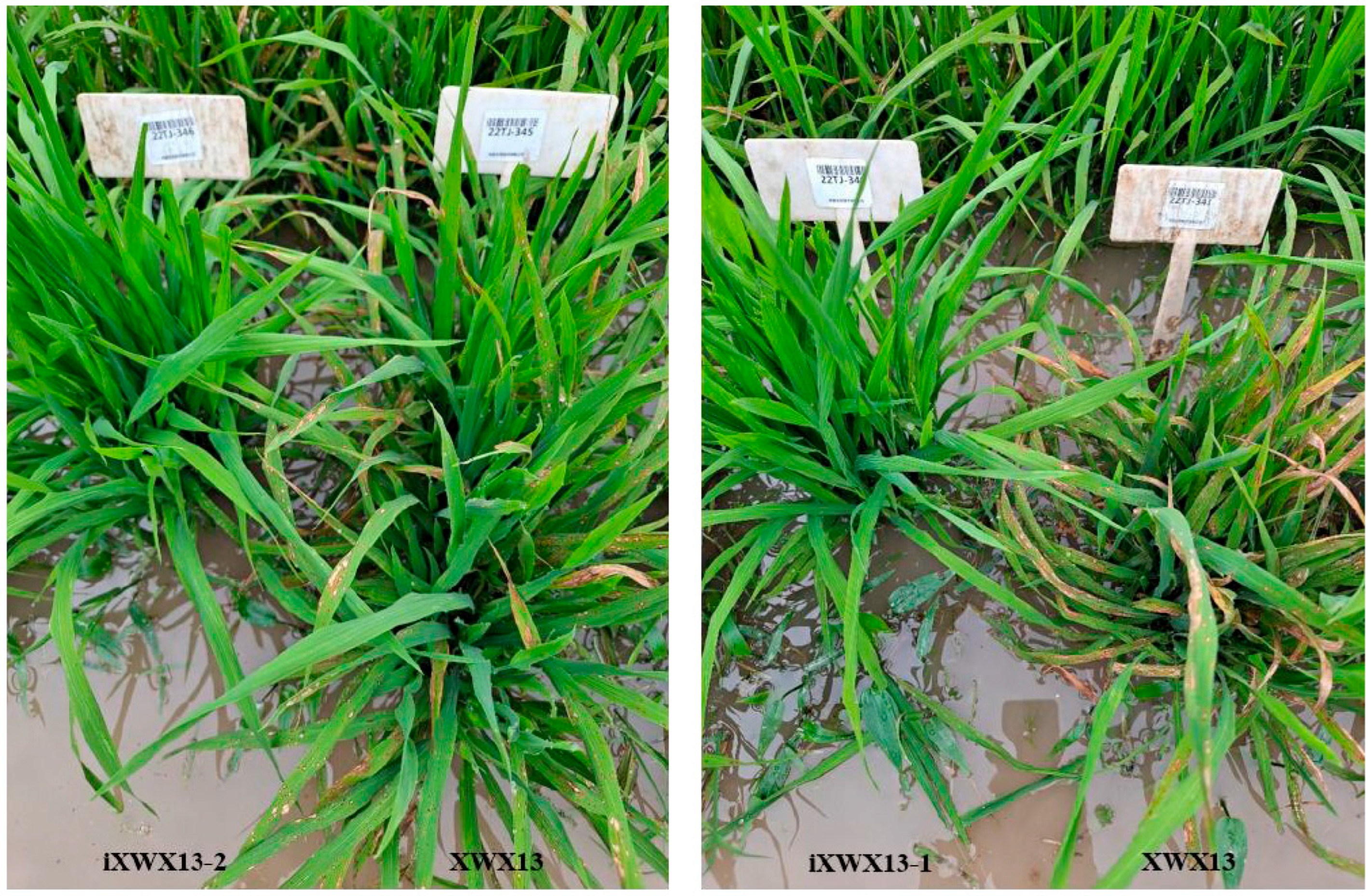 Agronomy 15 02130 g005