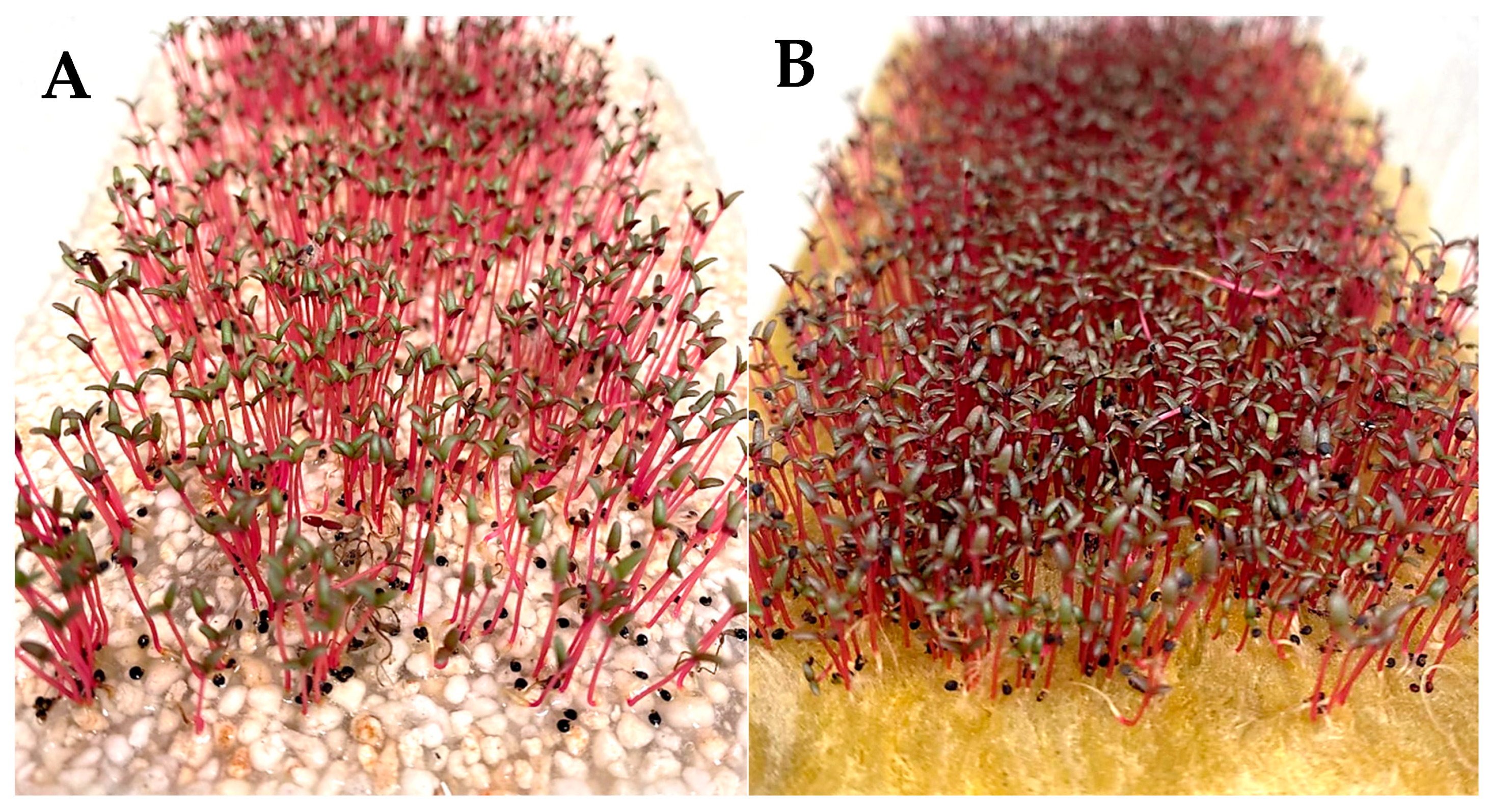 Agronomy 15 02141 g001 Agronomy 15 02141 g001