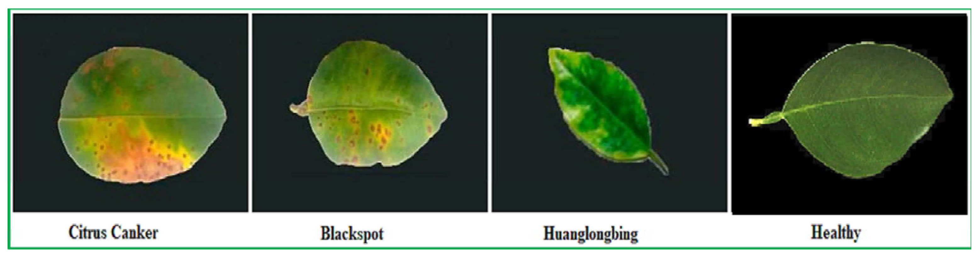 Agronomy 15 02147 g003