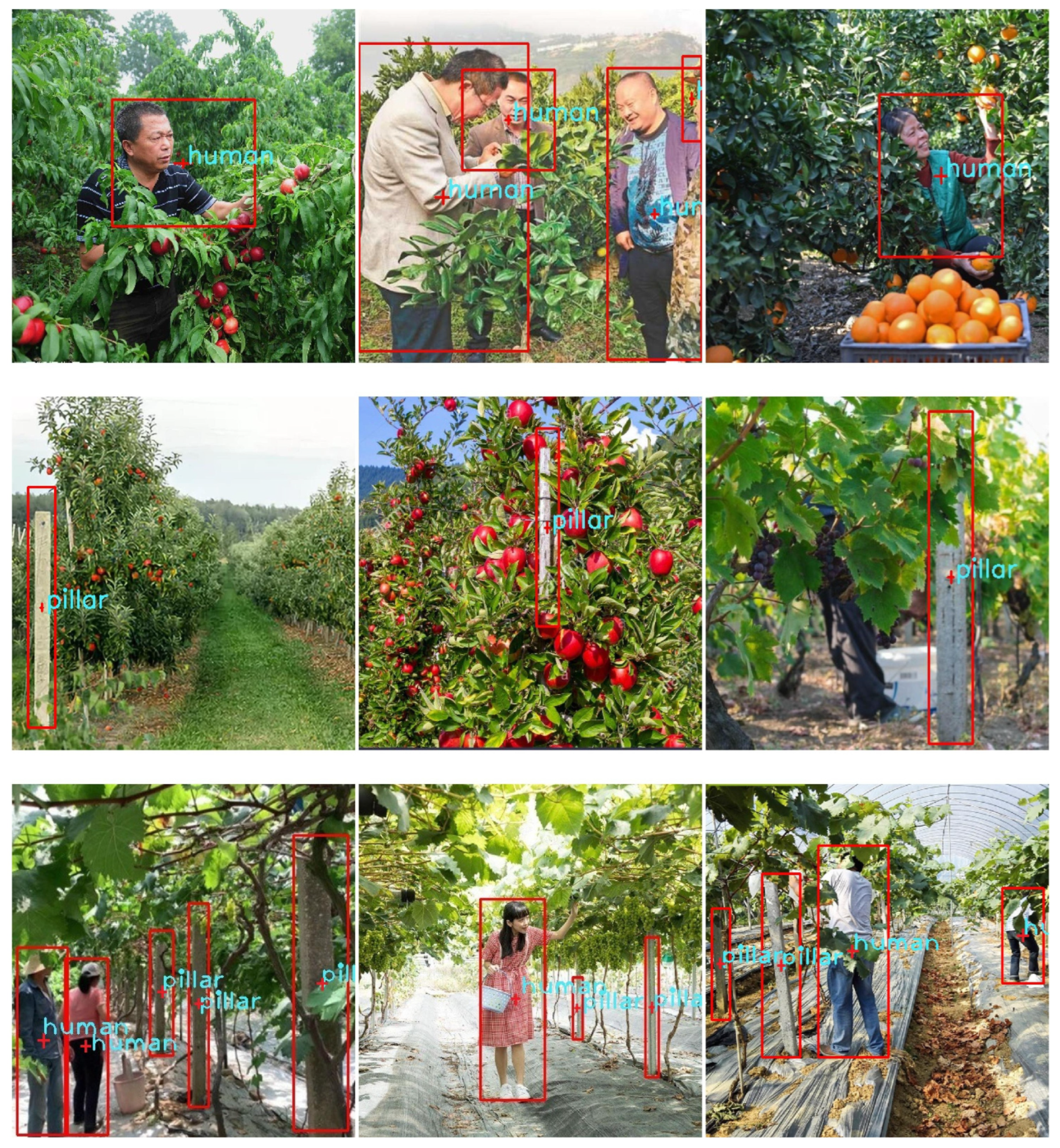 Agronomy 15 02147 g007