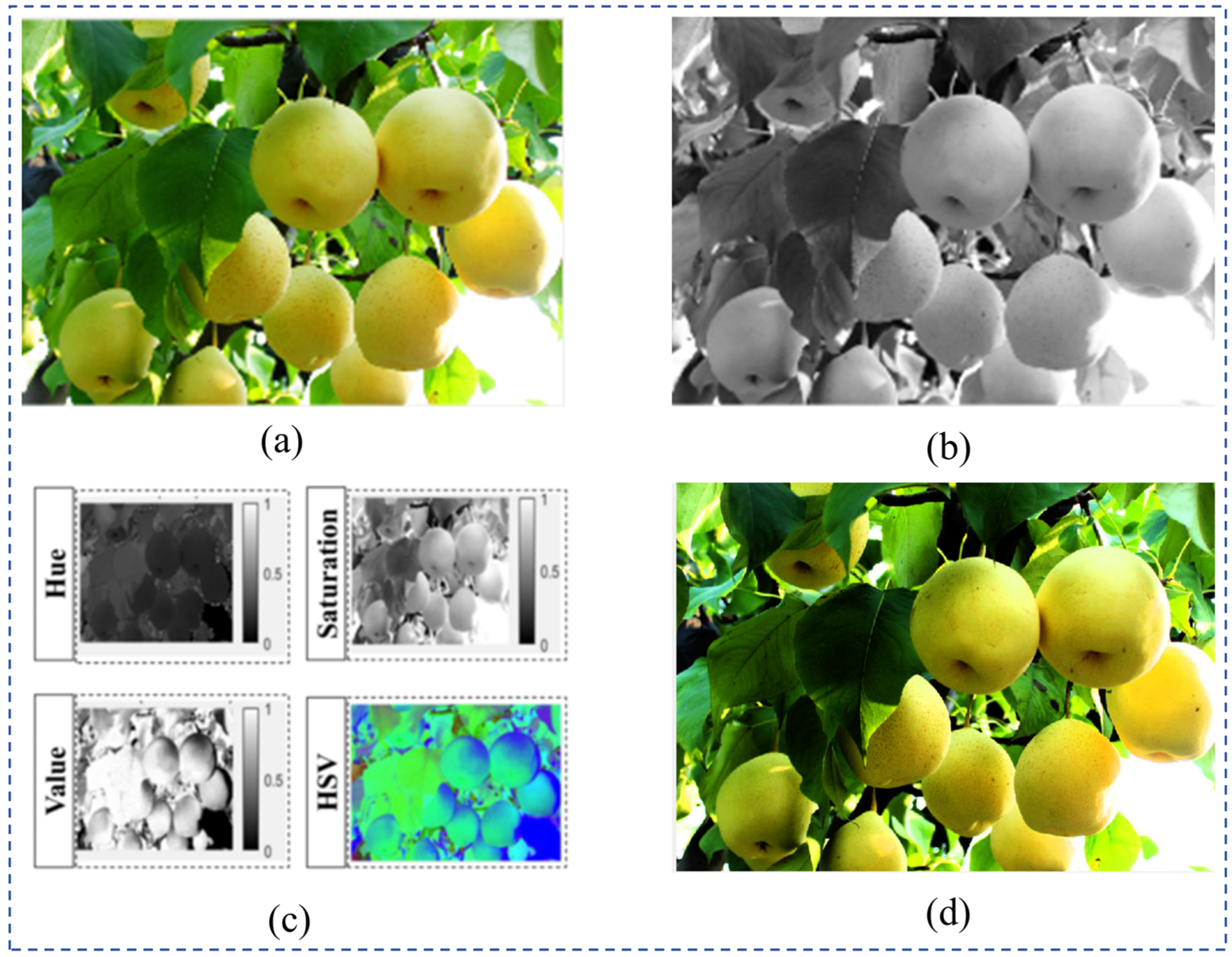 Agronomy 15 02163 g005