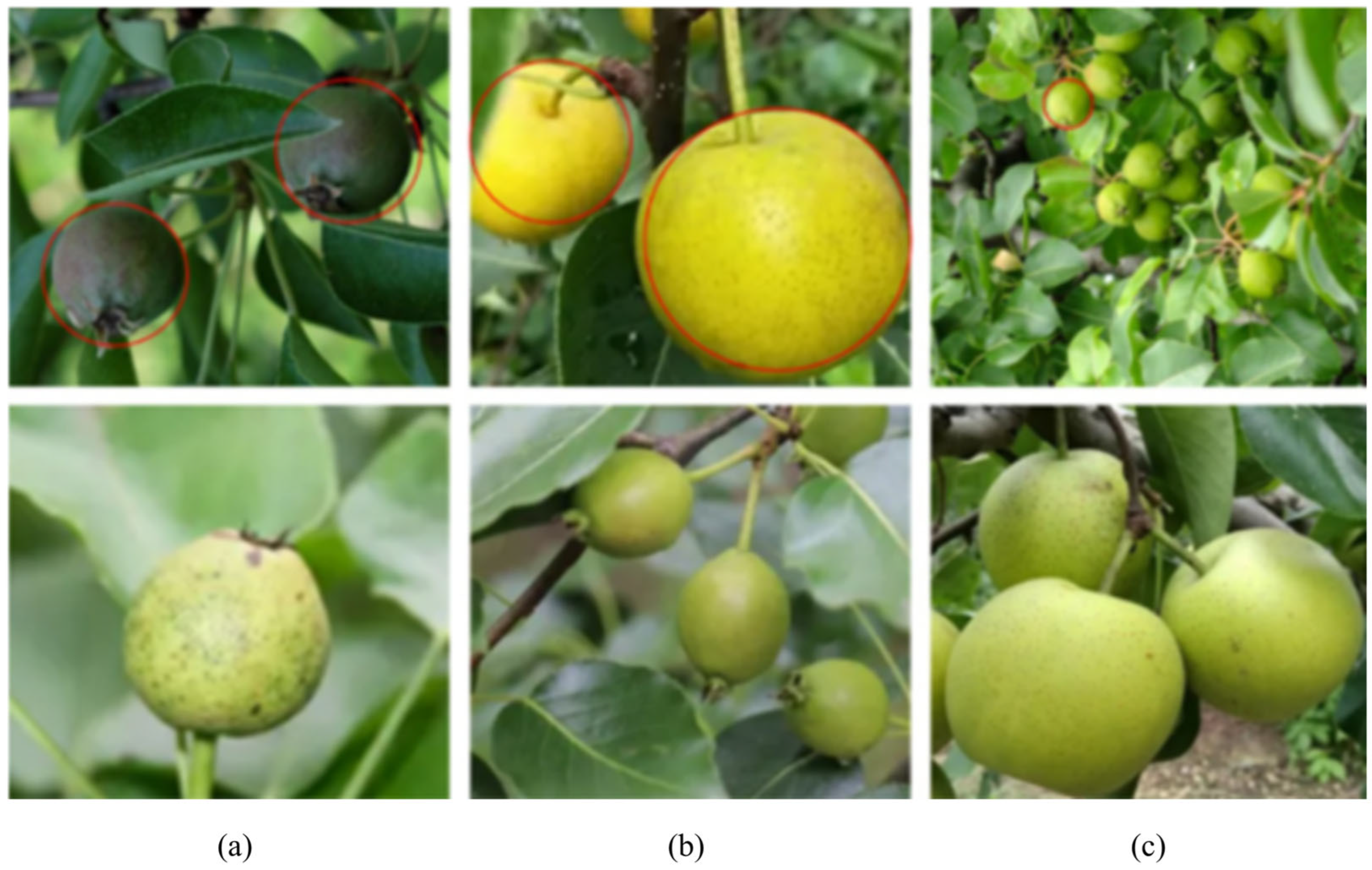 Agronomy 15 02163 g007