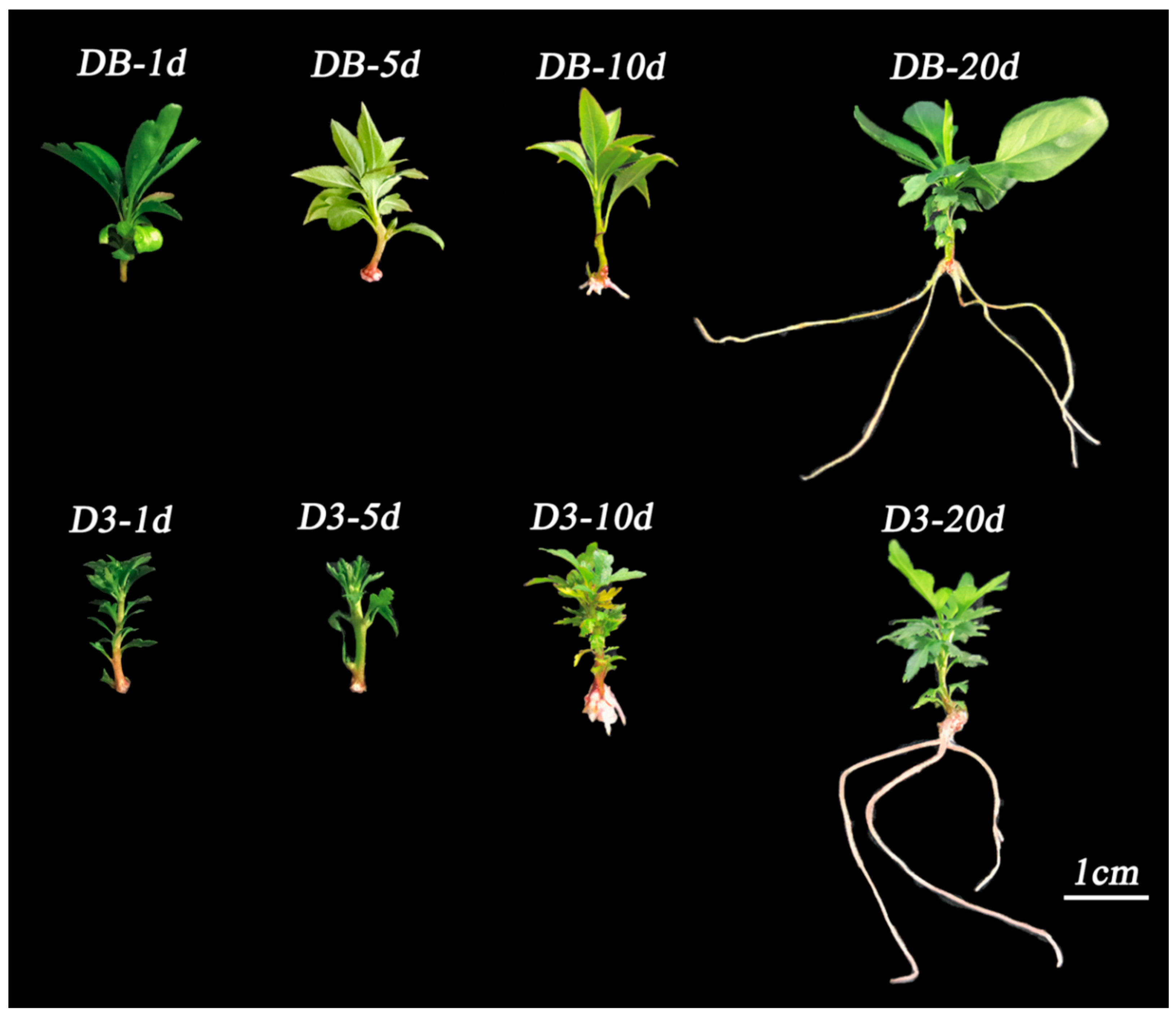 Agronomy 15 02165 g002a Agronomy 15 02165 g002a