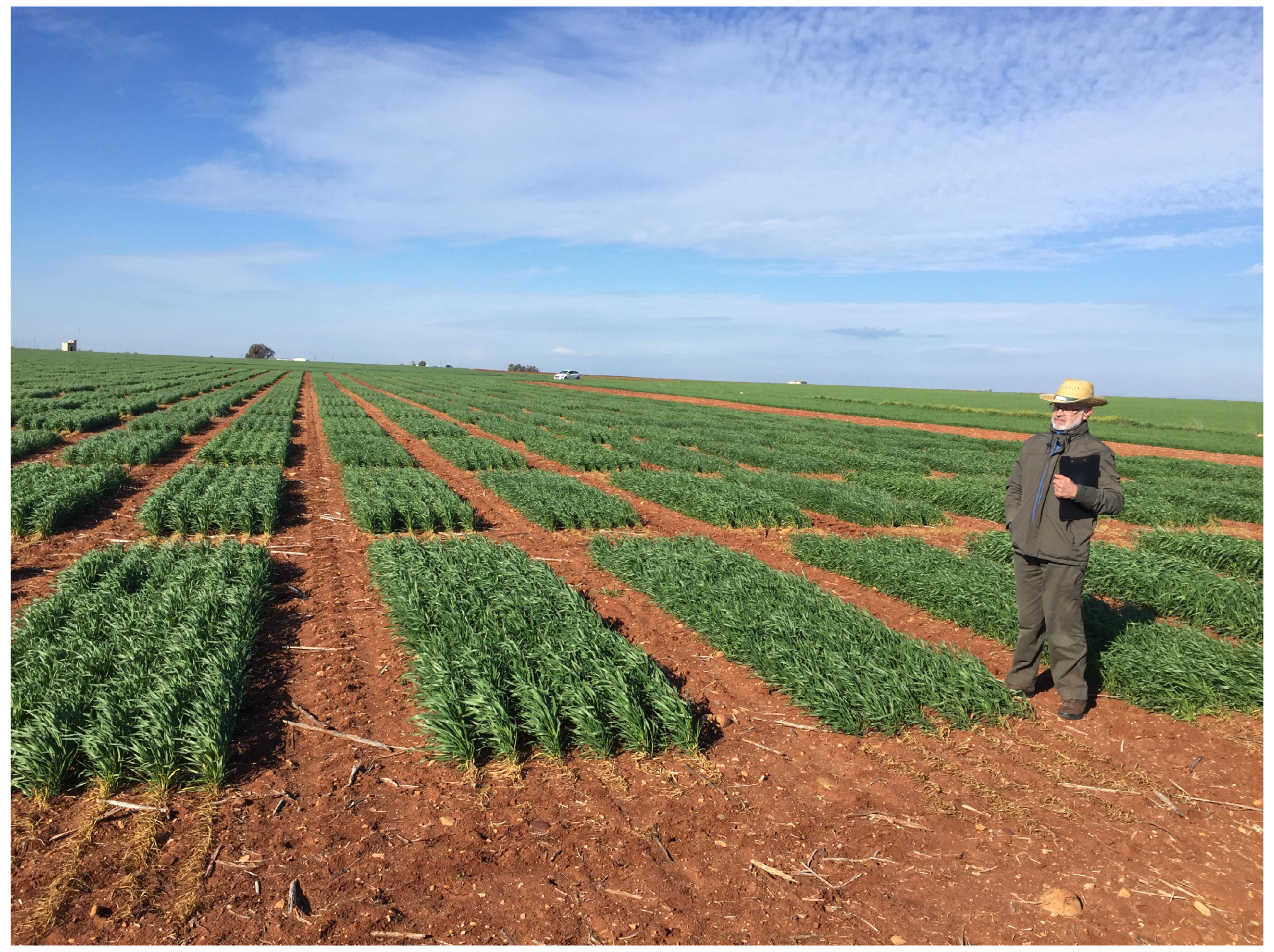 Agronomy 15 02175 g002 Agronomy 15 02175 g002