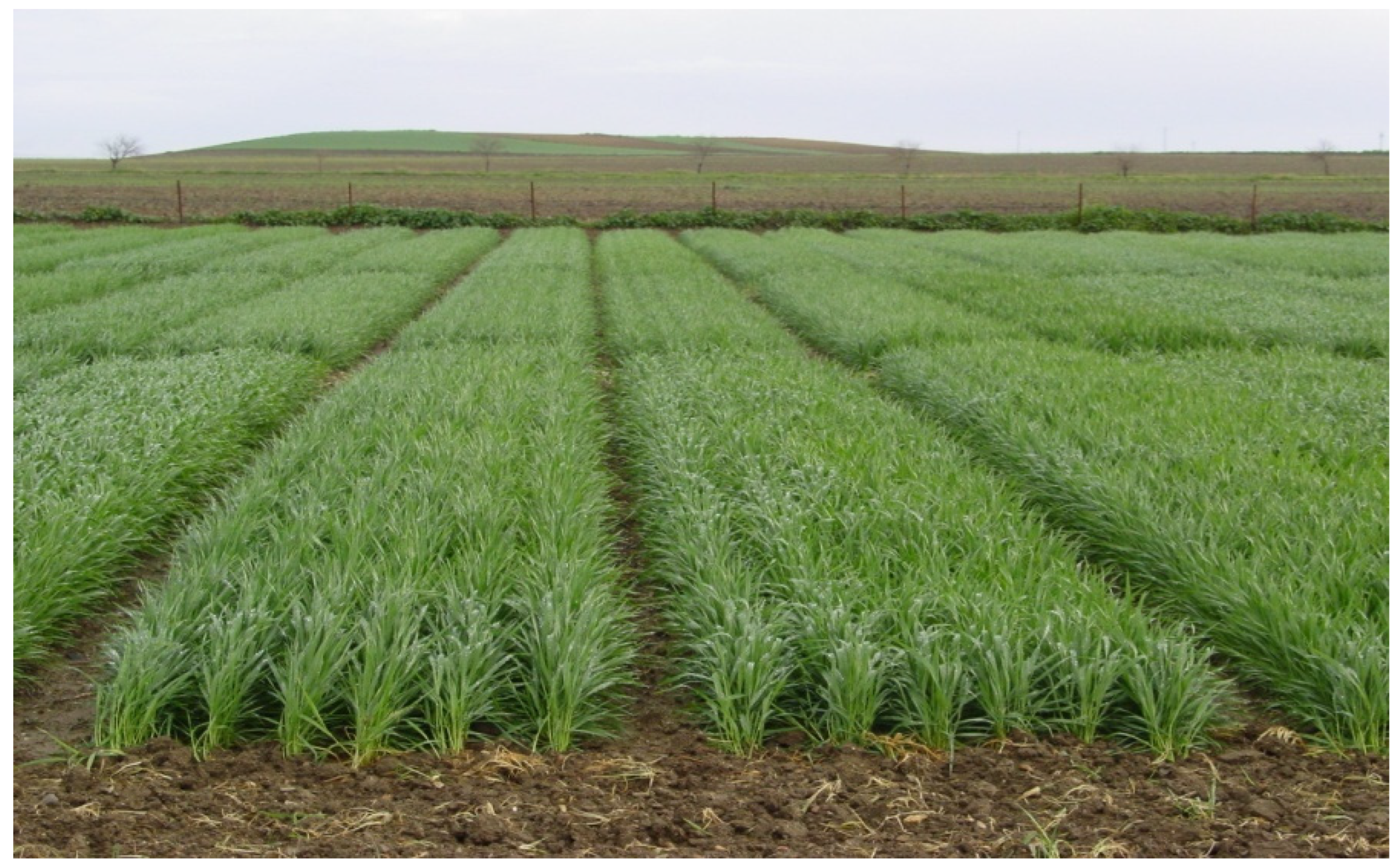 Agronomy 15 02175 g007 Agronomy 15 02175 g007