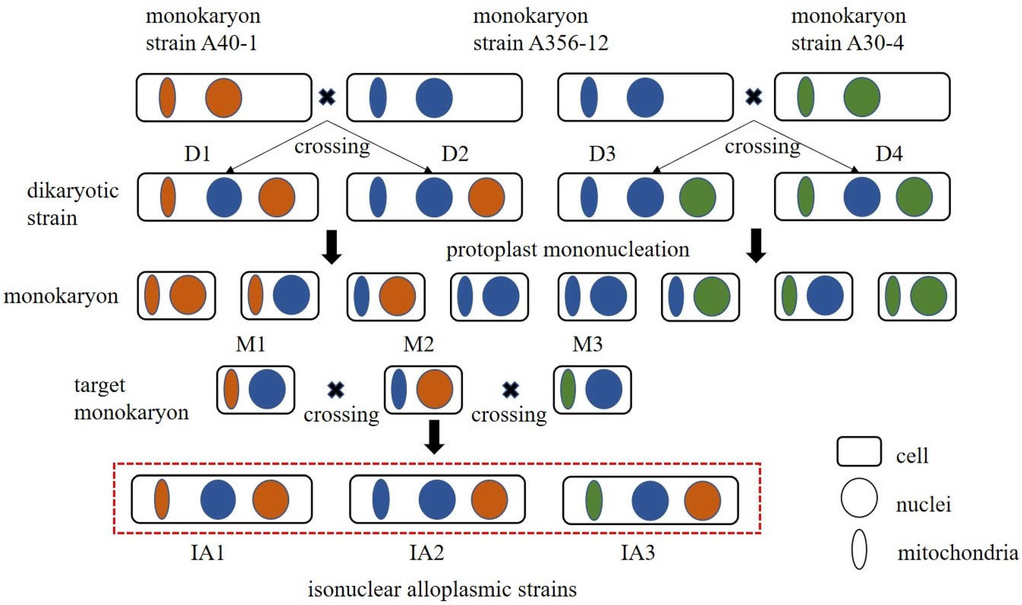Agronomy 15 02188 g001 Agronomy 15 02188 g001