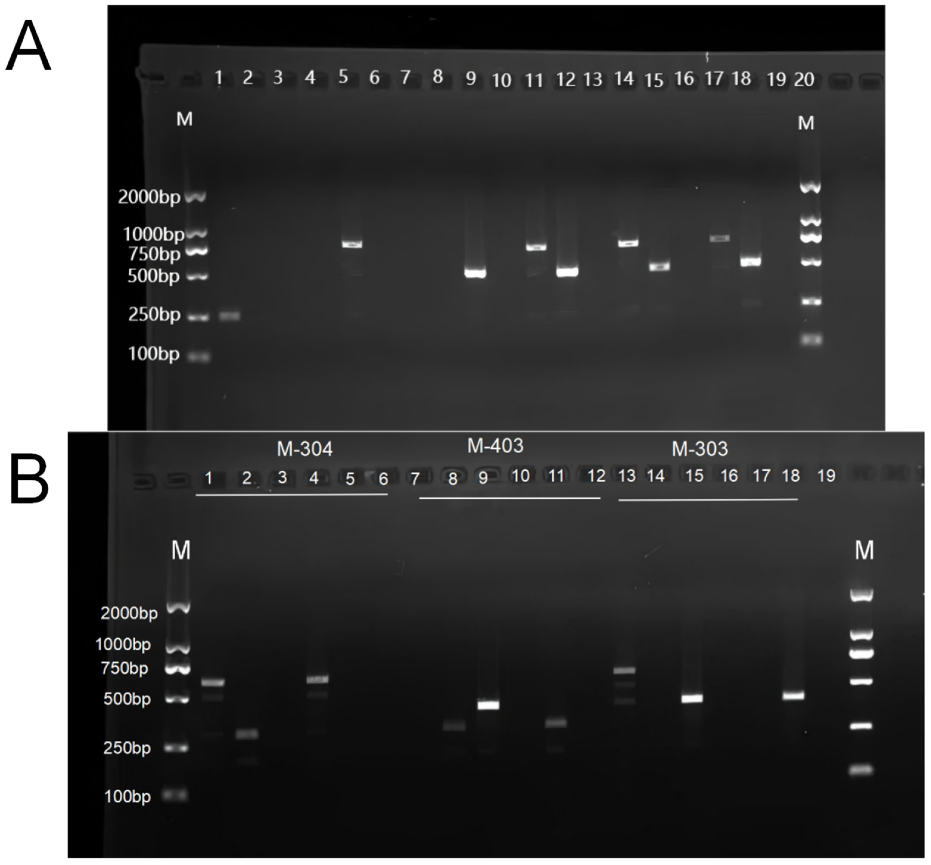 Agronomy 15 02188 g002 Agronomy 15 02188 g002