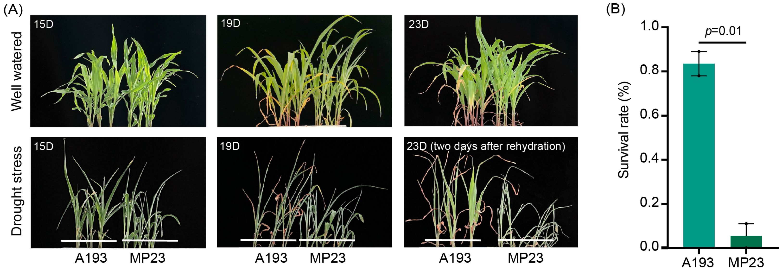 Agronomy 15 02189 g001
