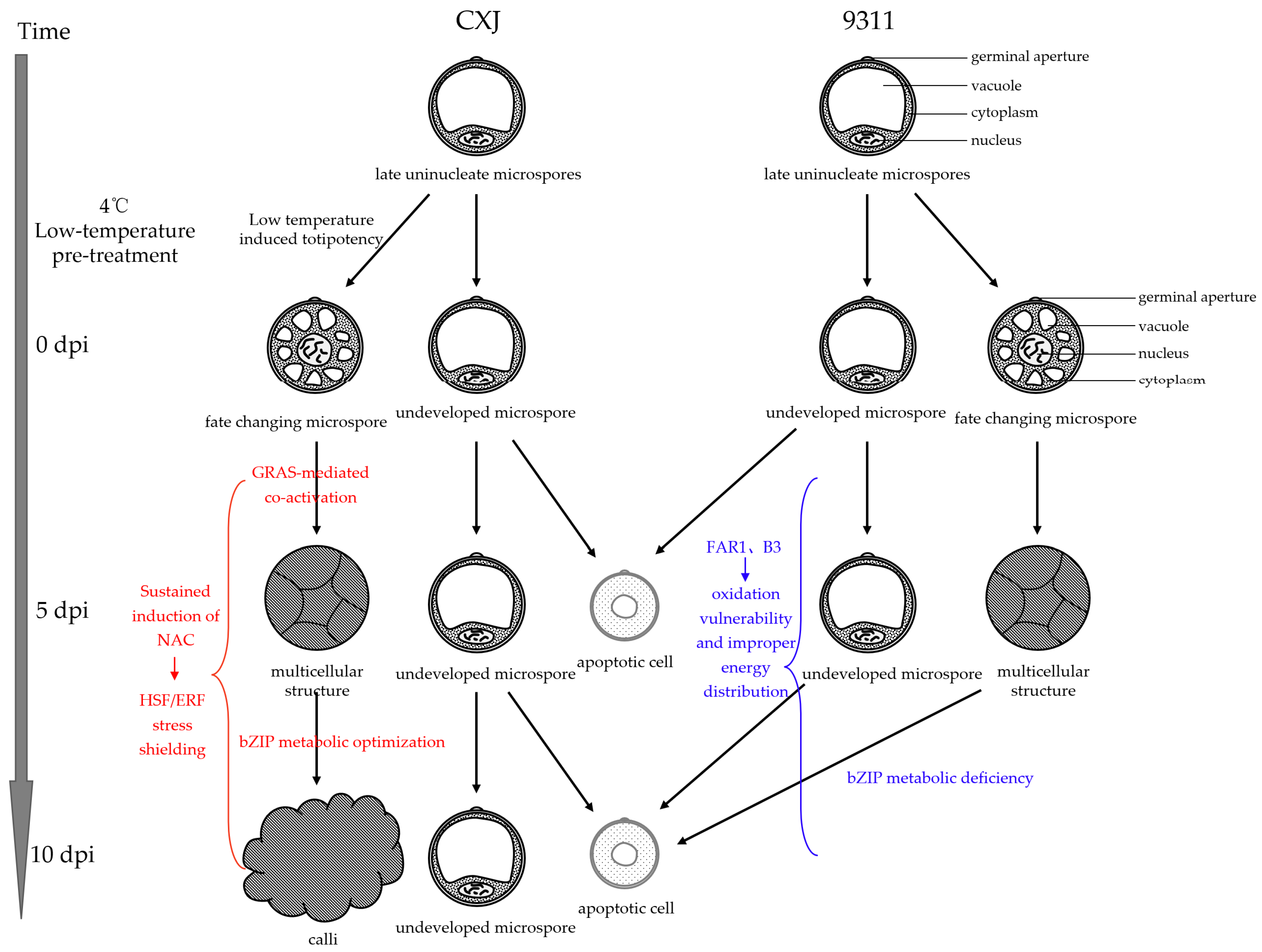 Agronomy 15 02206 g007