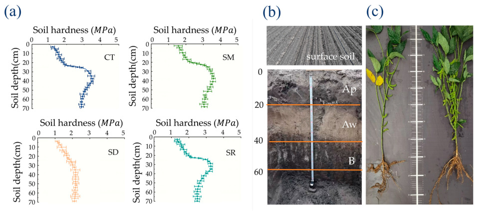 Agronomy 15 02210 g004