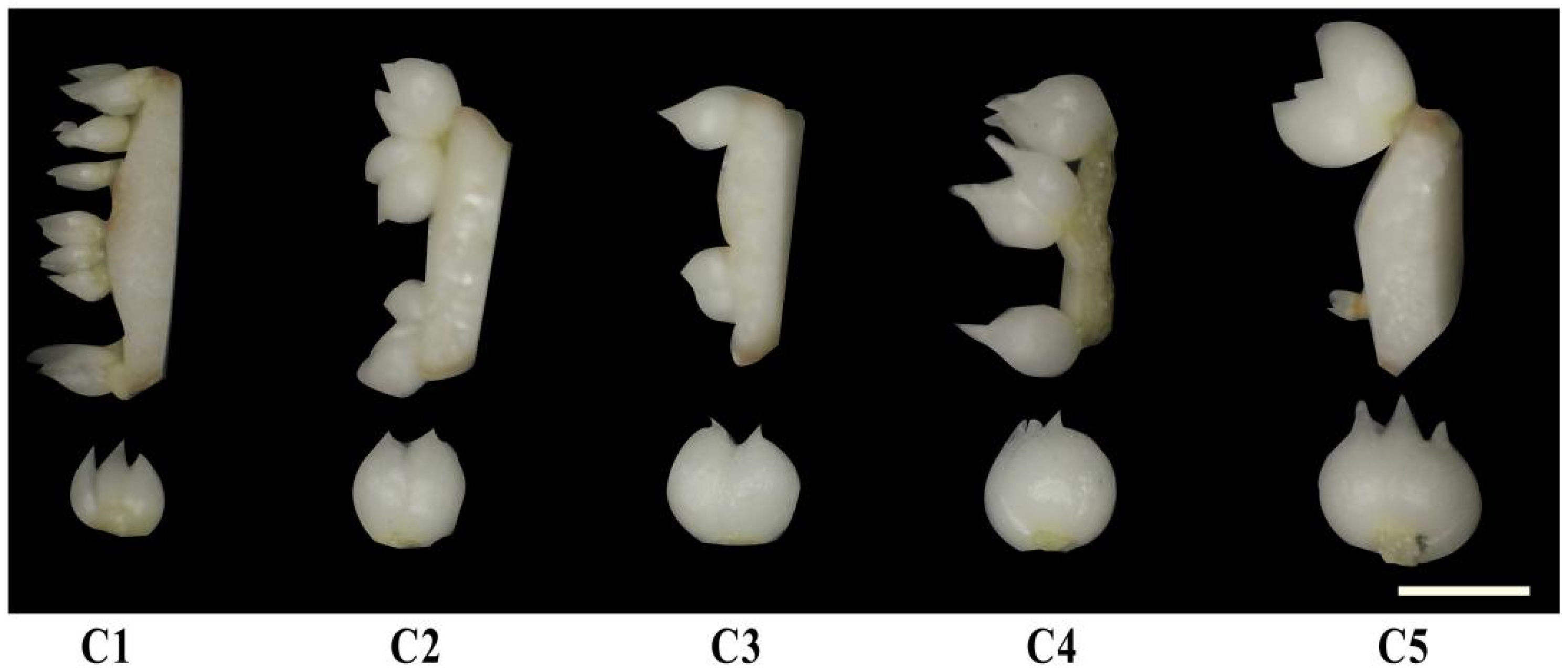 Agronomy 15 02211 g002